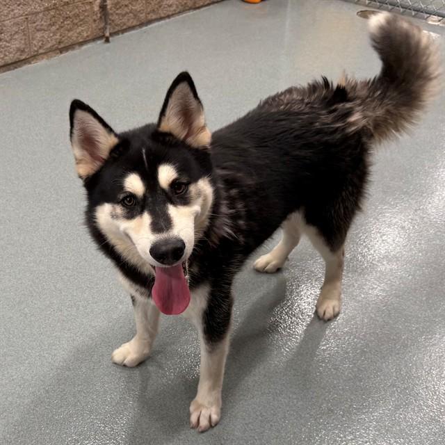 Enlarge DOPEY, a Adoptable mixed breed in Moreno Valley, CA image 1/1