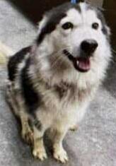 Blair, Adopted, Adult Female Husky.