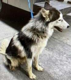 Blair, a Adopted Husky in Dallas, TX image 2/4