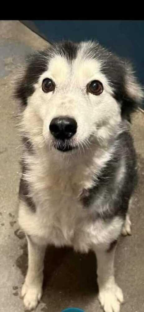 Blair, a Adopted Husky in Dallas, TX image 4/4