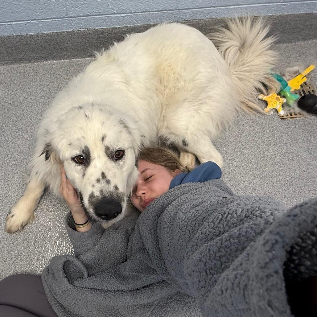 Enlarge Napoleon, a Adoptable mixed breed in Martinsville, VA image 1/6