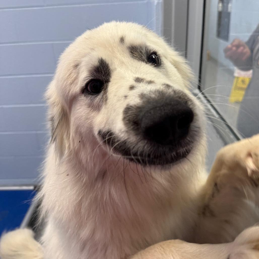 Enlarge Napoleon, a Adoptable mixed breed in Martinsville, VA image 2/6