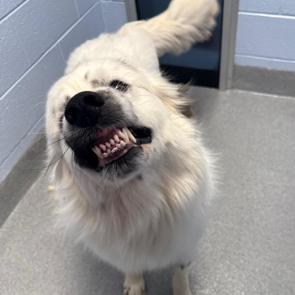 Enlarge Napoleon, a Adoptable mixed breed in Martinsville, VA image 3/6