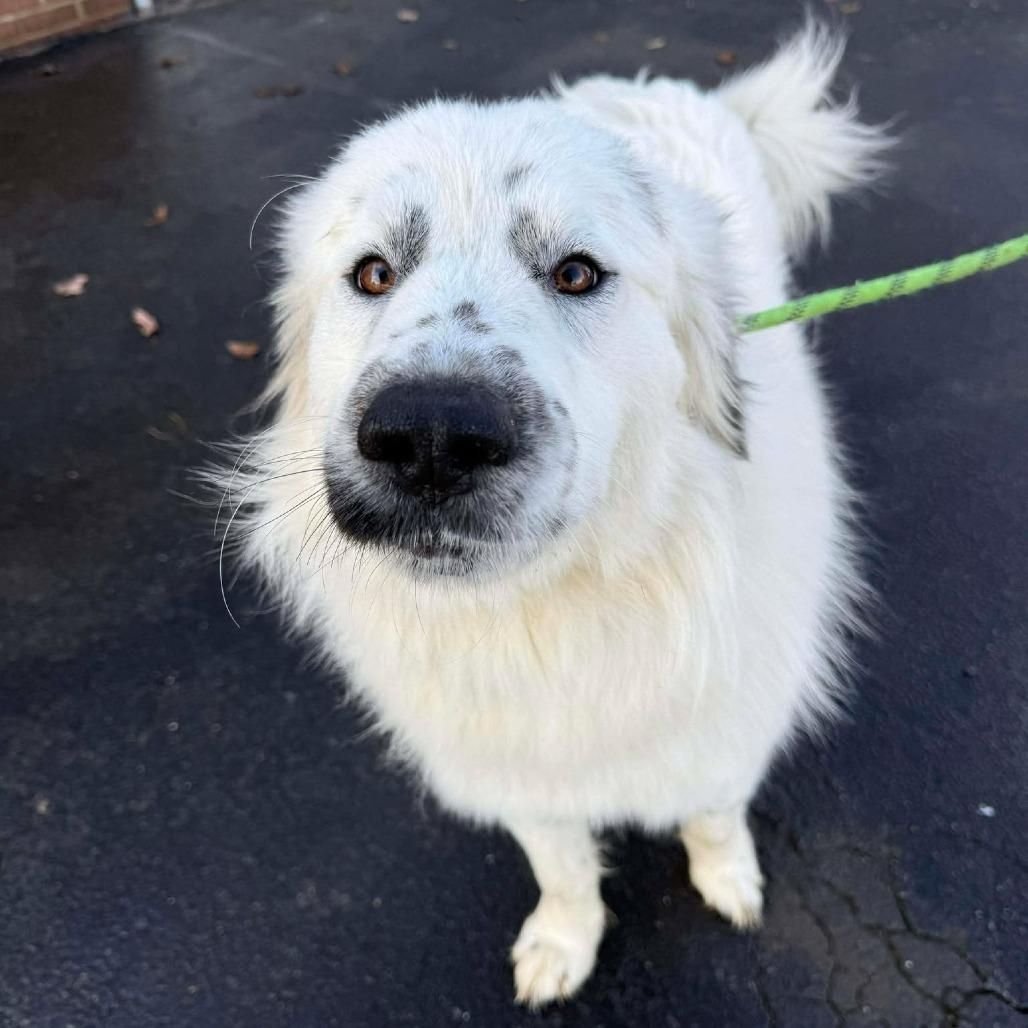 Enlarge Napoleon, a Adoptable mixed breed in Martinsville, VA image 5/6