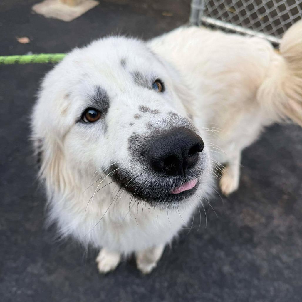 Enlarge Napoleon, a Adoptable mixed breed in Martinsville, VA image 6/6