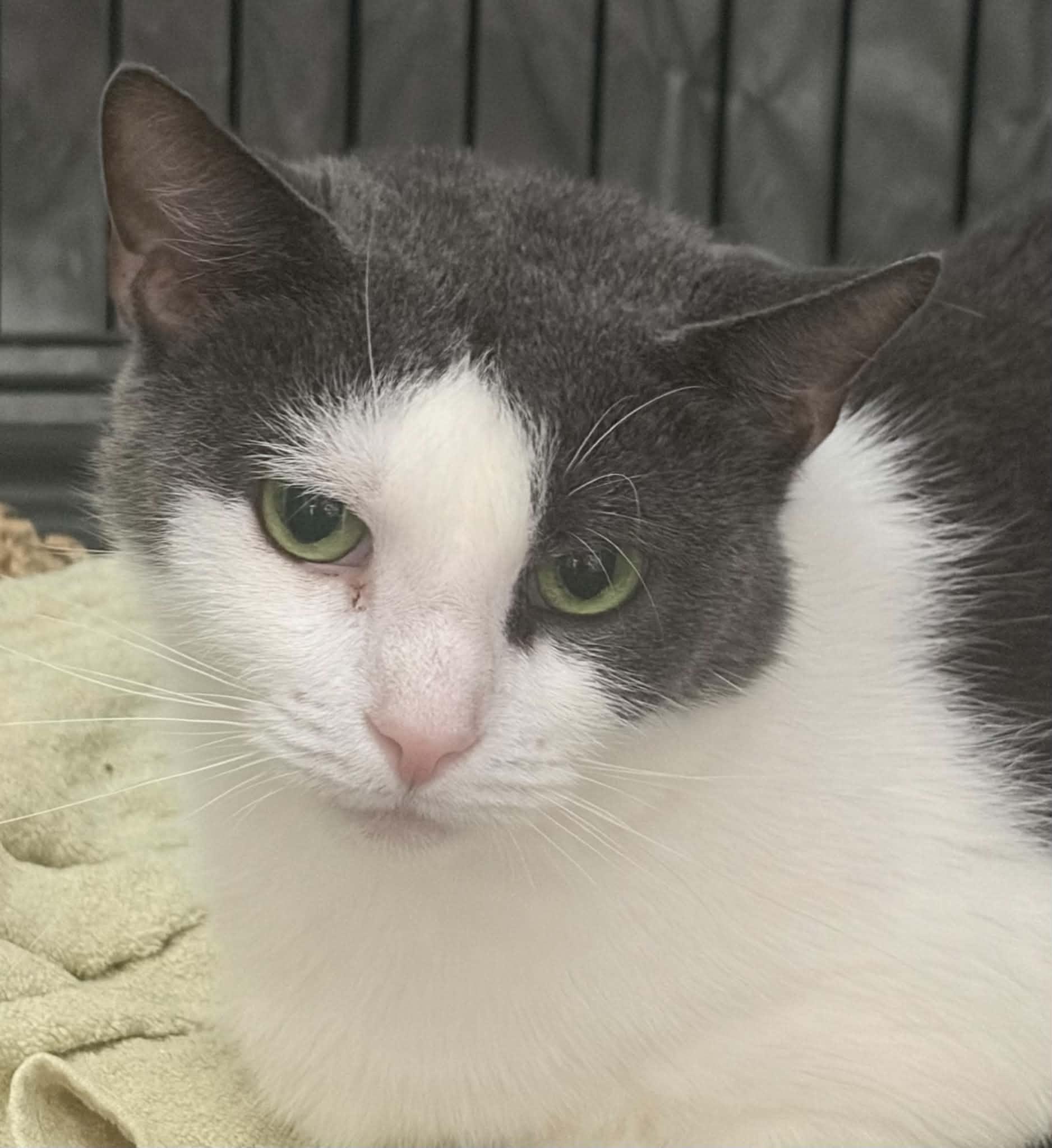 Enlarge Pepper, a Adoptable Domestic Short Hair in Westfield, MA image 1/1
