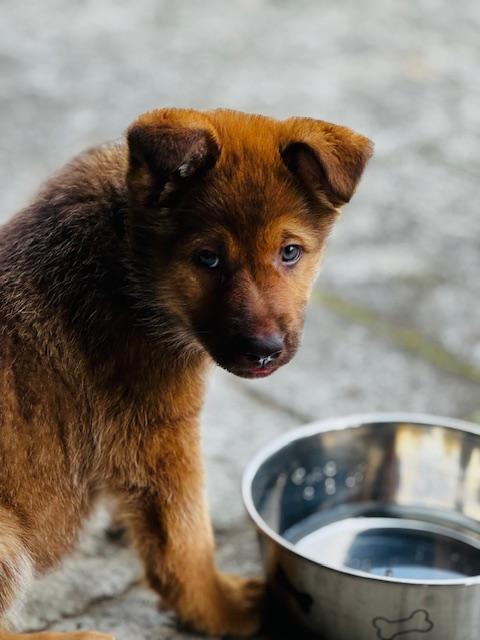 Bee Litter: Carpenter, Adopted, Puppy Male German Shepherd Dog.