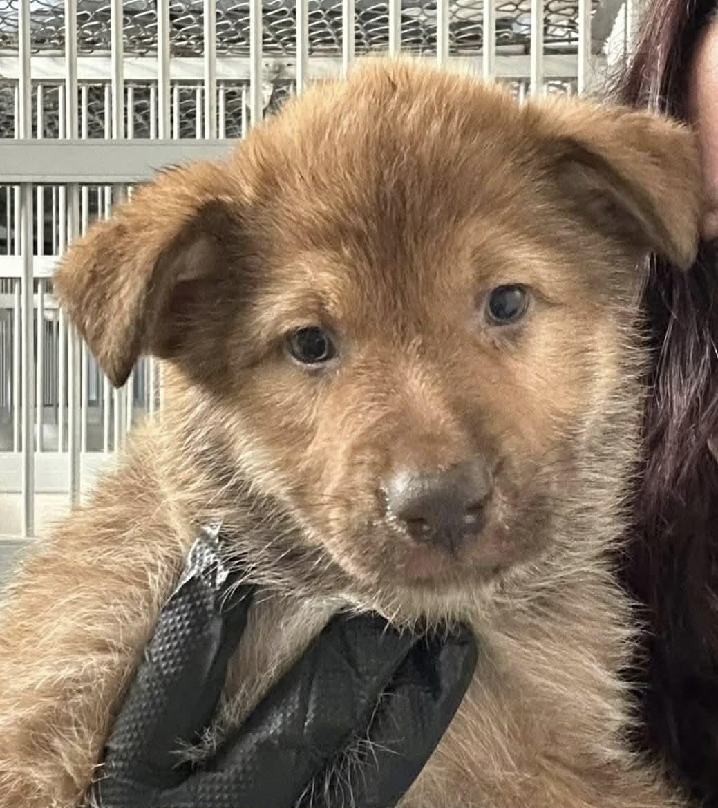 Enlarge Bee Litter: Carpenter, a Adopted German Shepherd Dog in Vancouver, WA image 2/3