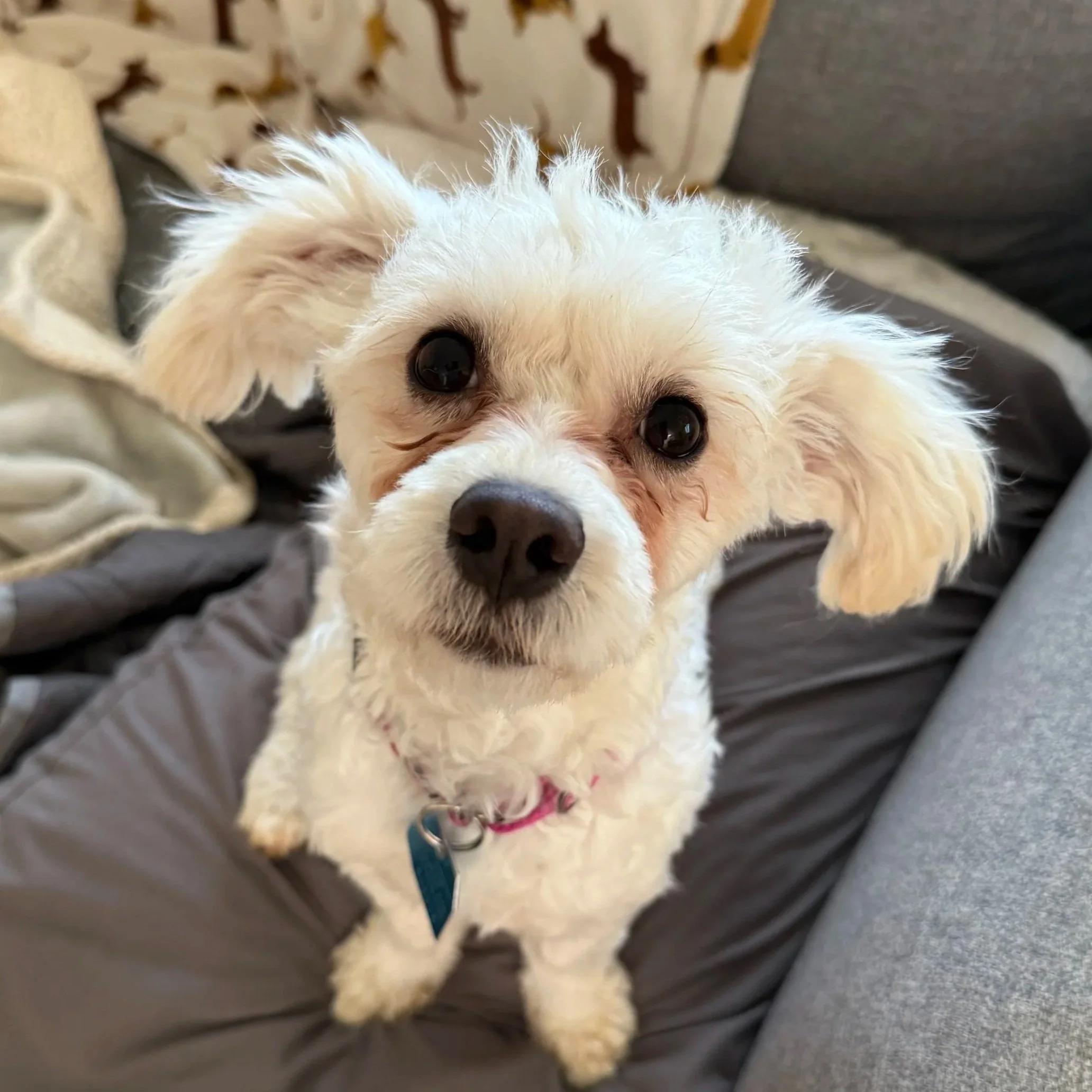DASHIELL, adopted, Young Male Poodle (Toy).