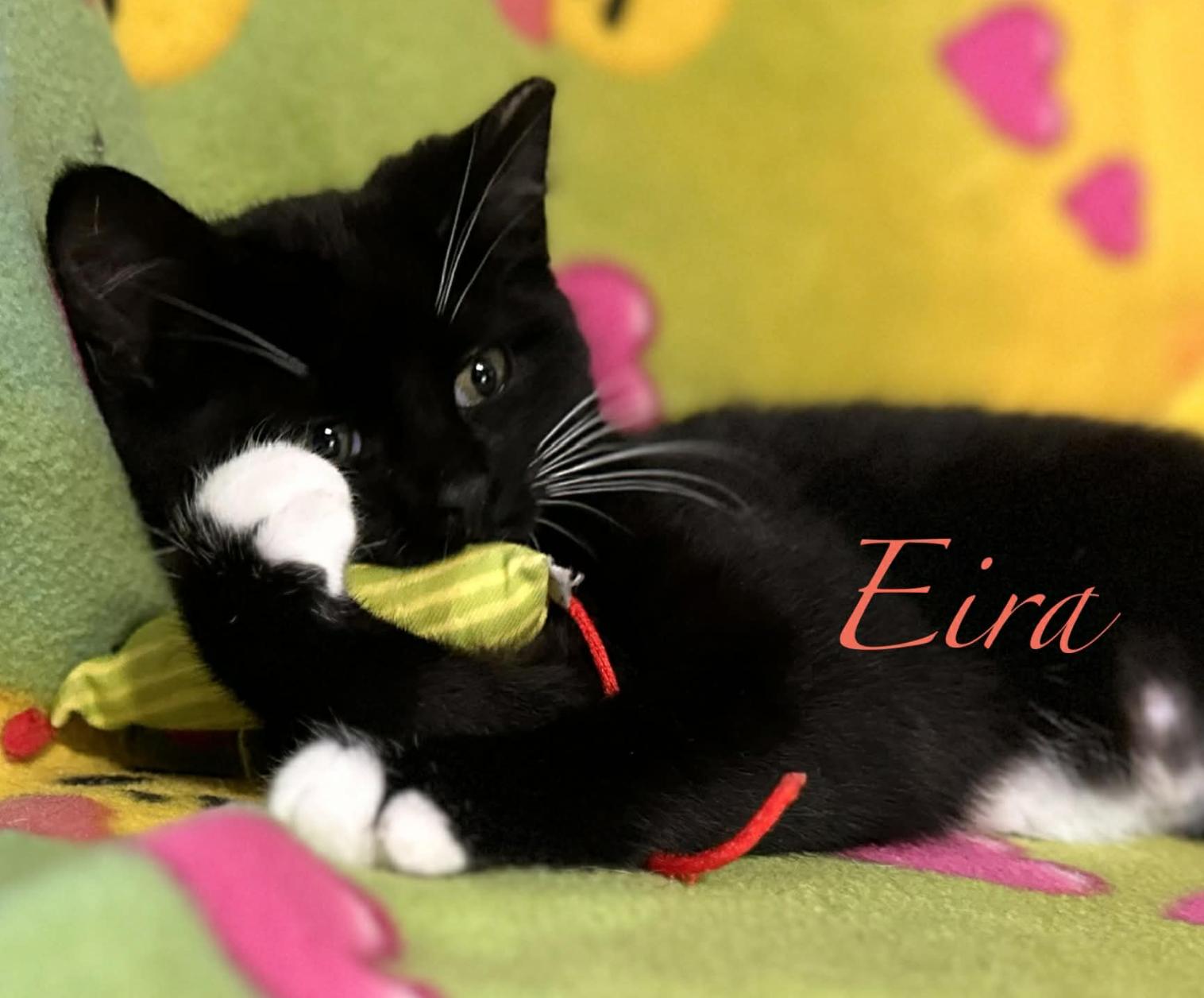 Enlarge Eira & Neva, a ADOPTABLE Domestic Short Hair in Kent, OH image 3/6