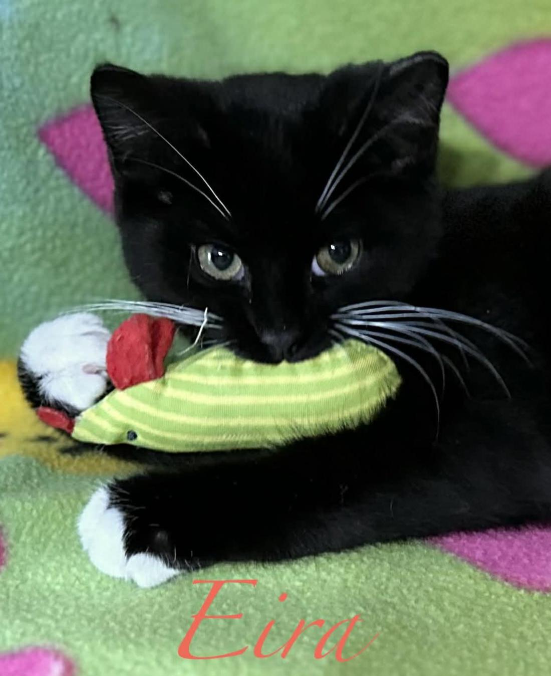 Enlarge Eira & Neva, a ADOPTABLE Domestic Short Hair in Kent, OH image 2/6