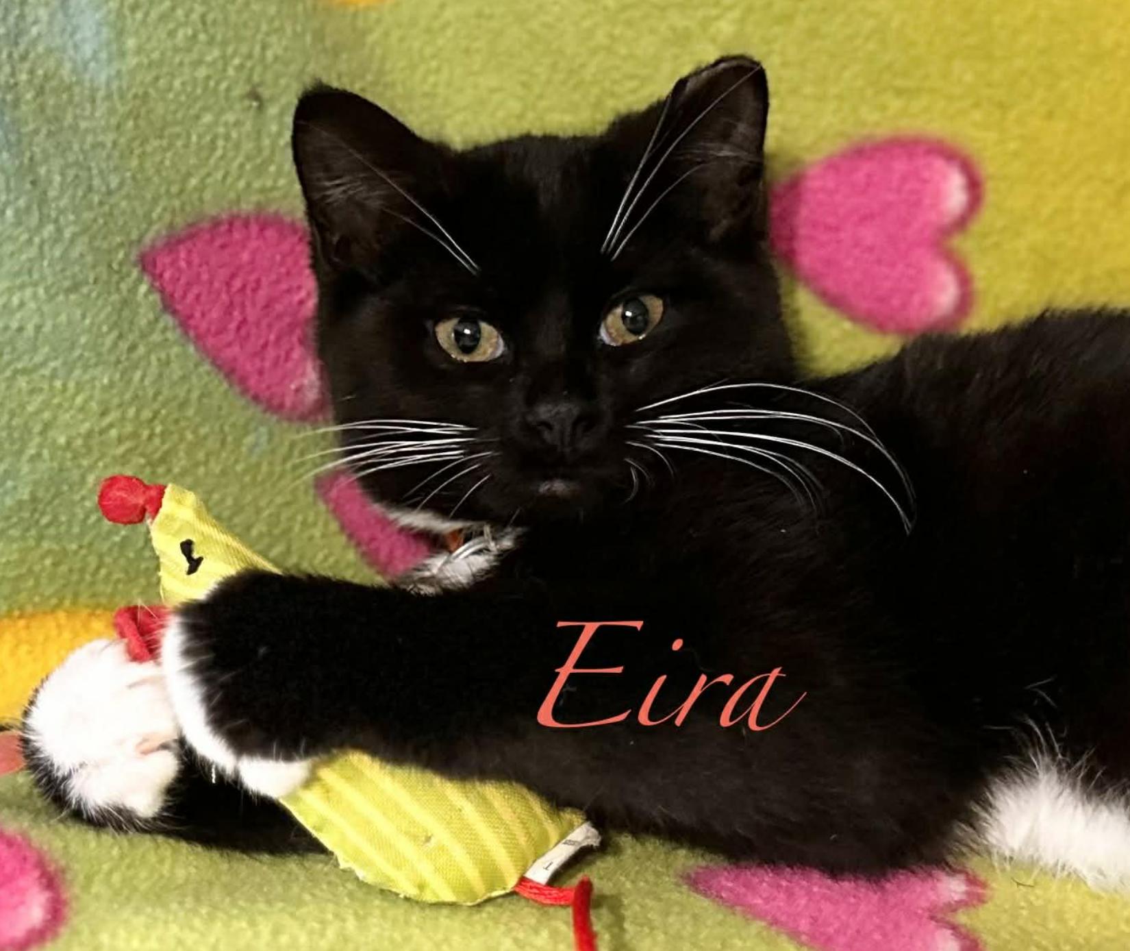 Enlarge Eira & Neva, a ADOPTABLE Domestic Short Hair in Kent, OH image 6/6