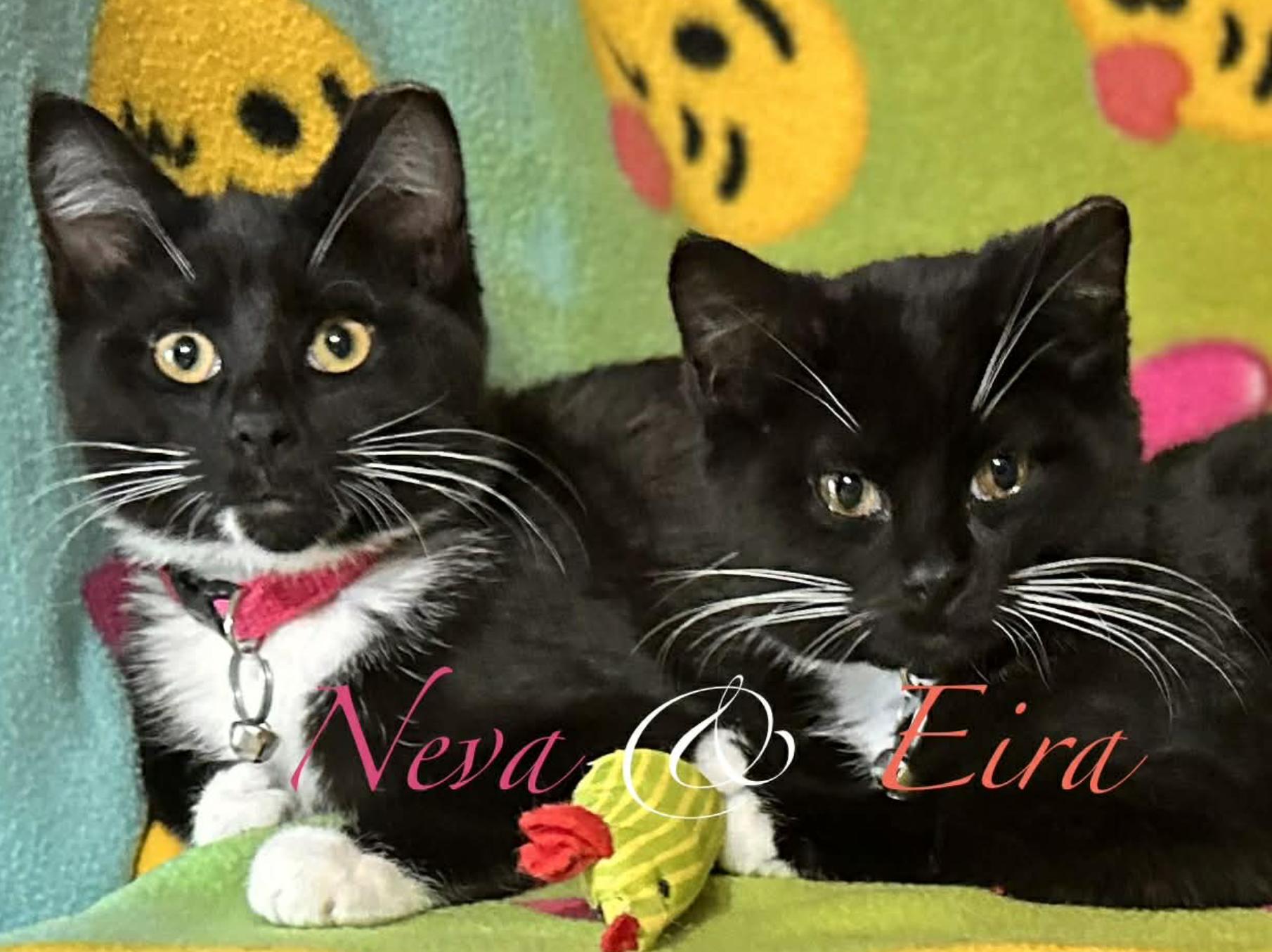 Enlarge Eira & Neva, a ADOPTABLE Domestic Short Hair in Kent, OH image 1/6