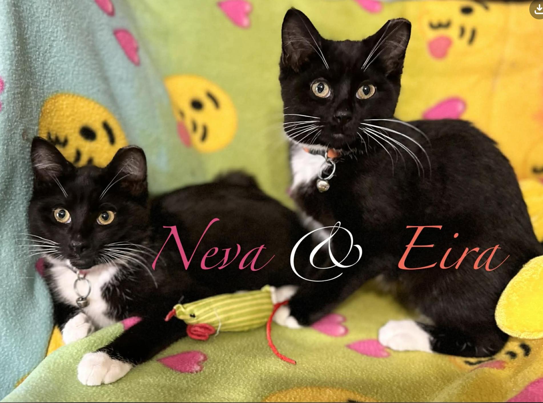 Enlarge Eira & Neva, a ADOPTABLE Domestic Short Hair in Kent, OH image 4/6
