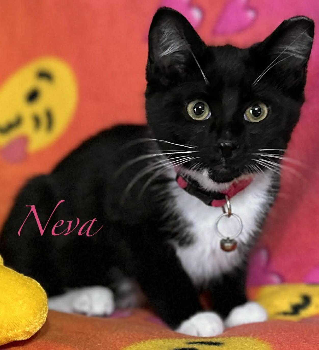 Enlarge Eira & Neva, a ADOPTABLE Domestic Short Hair in Kent, OH image 5/6