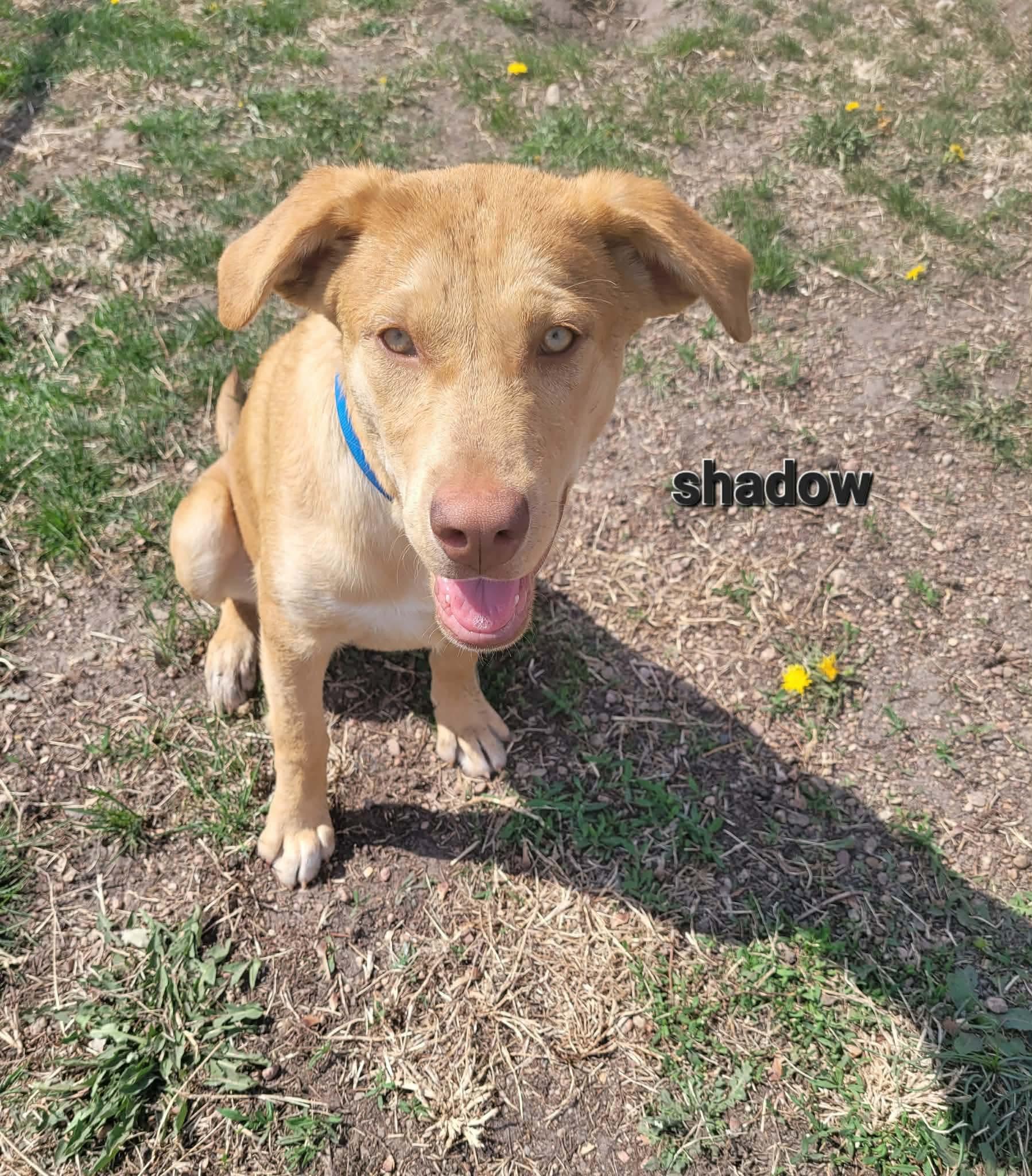 Enlarge Shadow, a Adoptable mixed breed in ONeill, NE image 2/3
