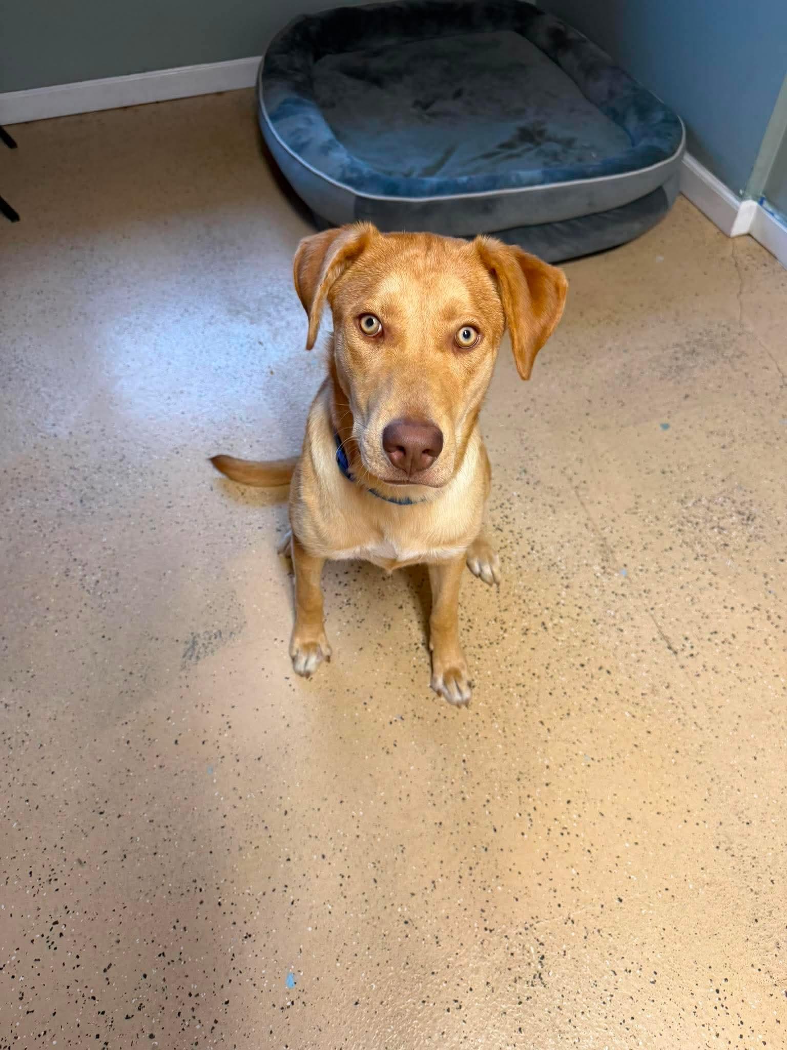 Shadow, a Adoptable mixed breed in ONeill, NE image 2/5