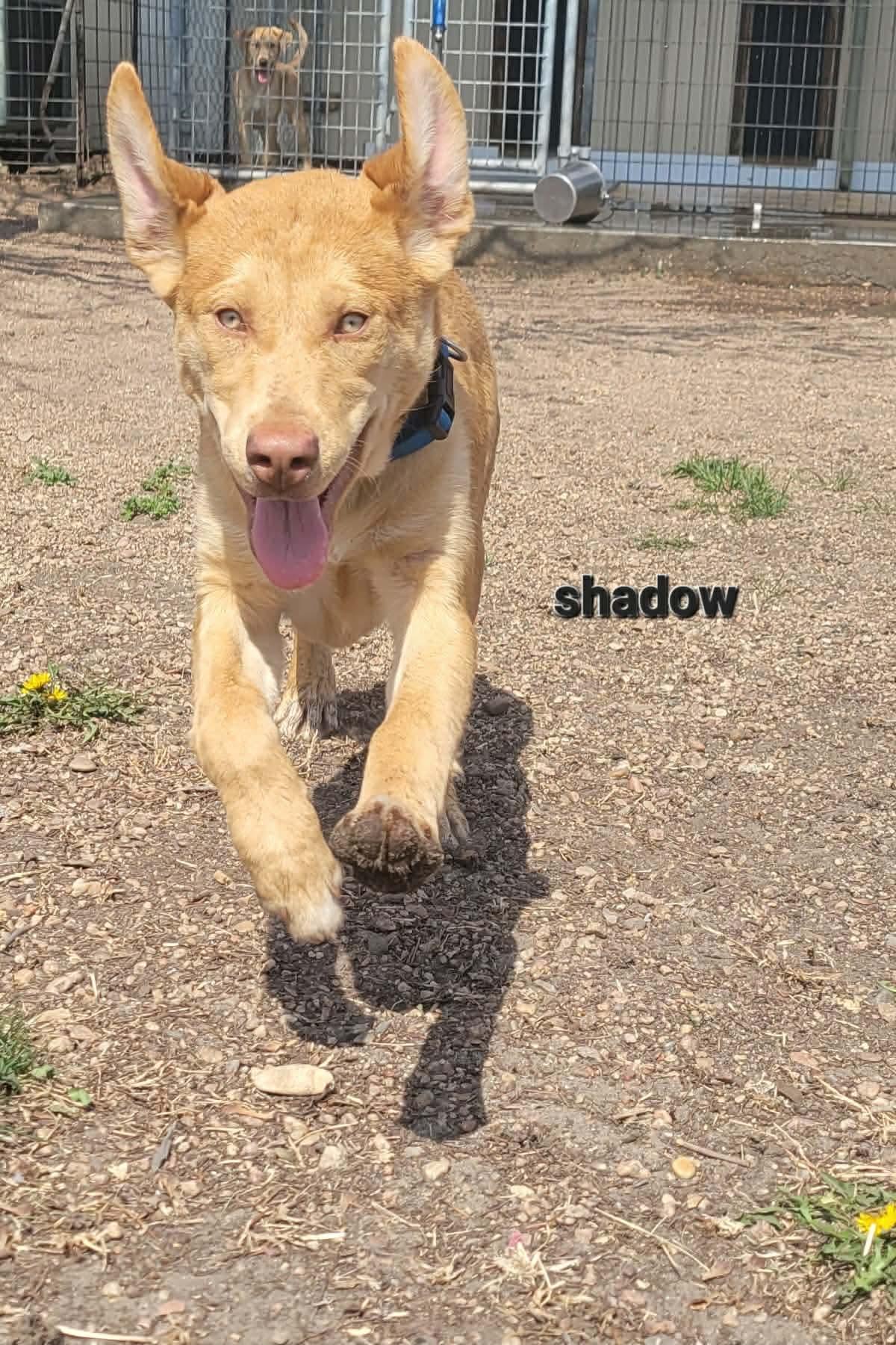 Enlarge Shadow, a Adoptable mixed breed in ONeill, NE image 1/3