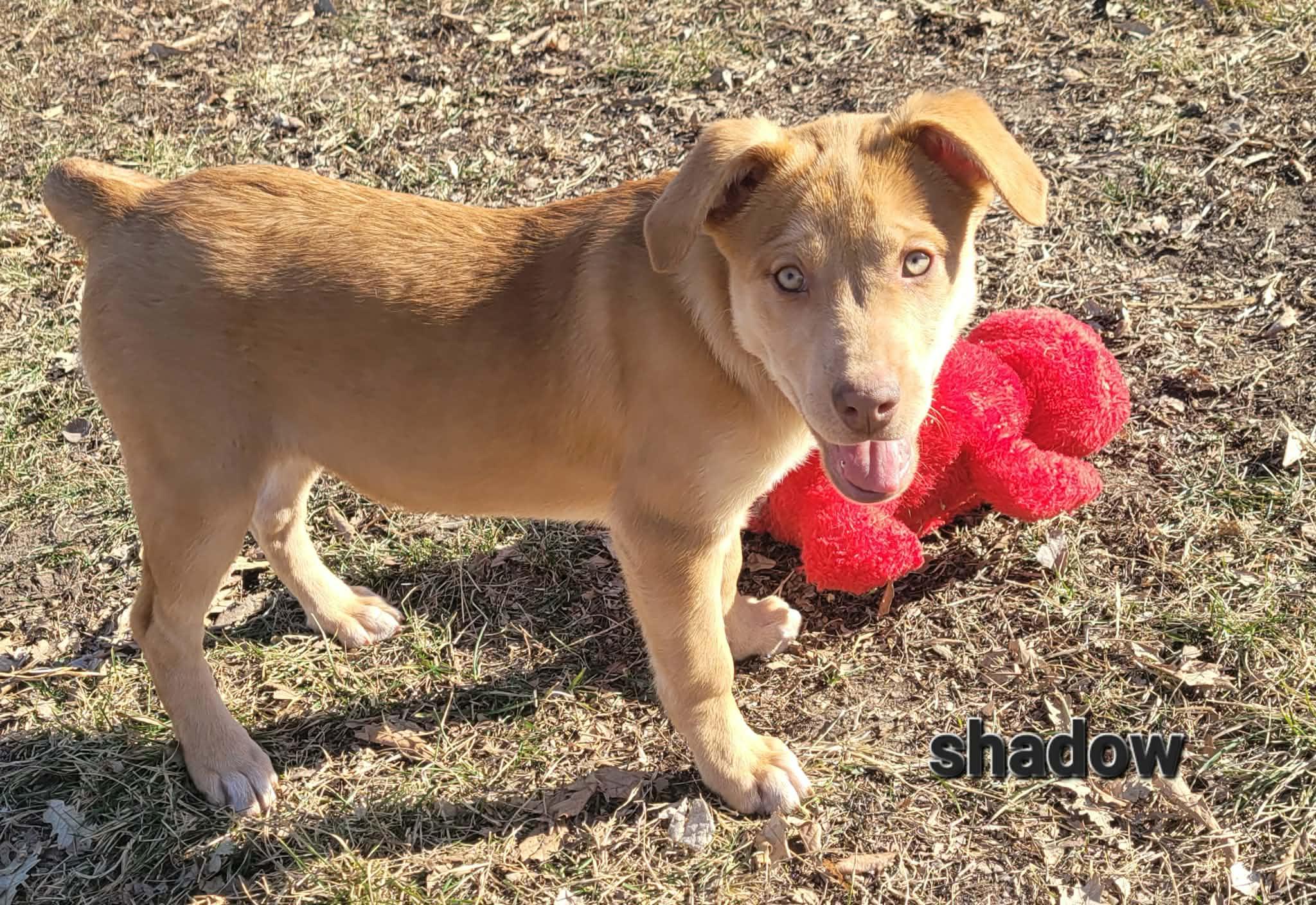 Shadow, Adoptable, Puppy Female Siberian Husky & Chow Chow.