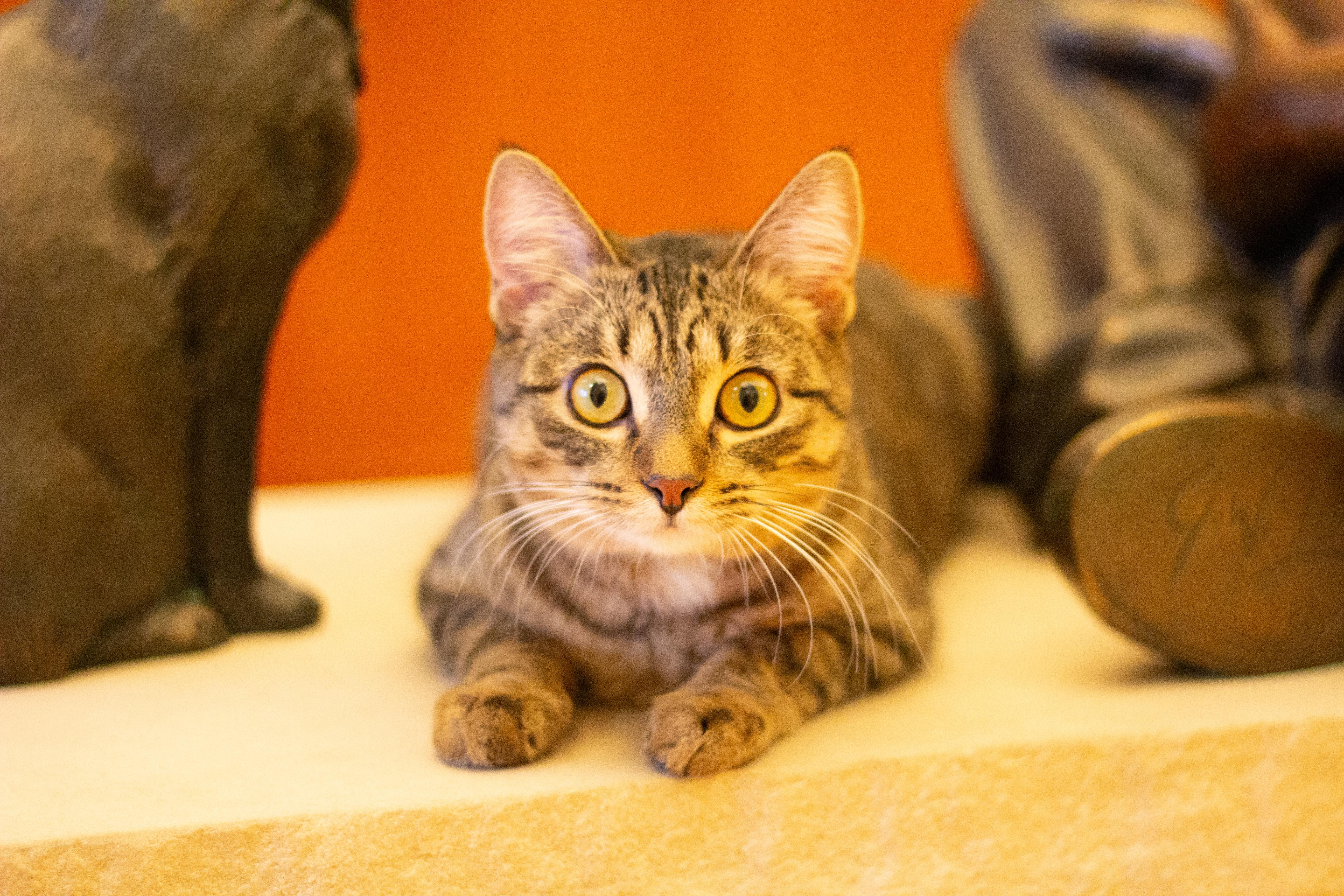 Rain, a Adoptable Domestic Short Hair in Fremont, MI image 1/3