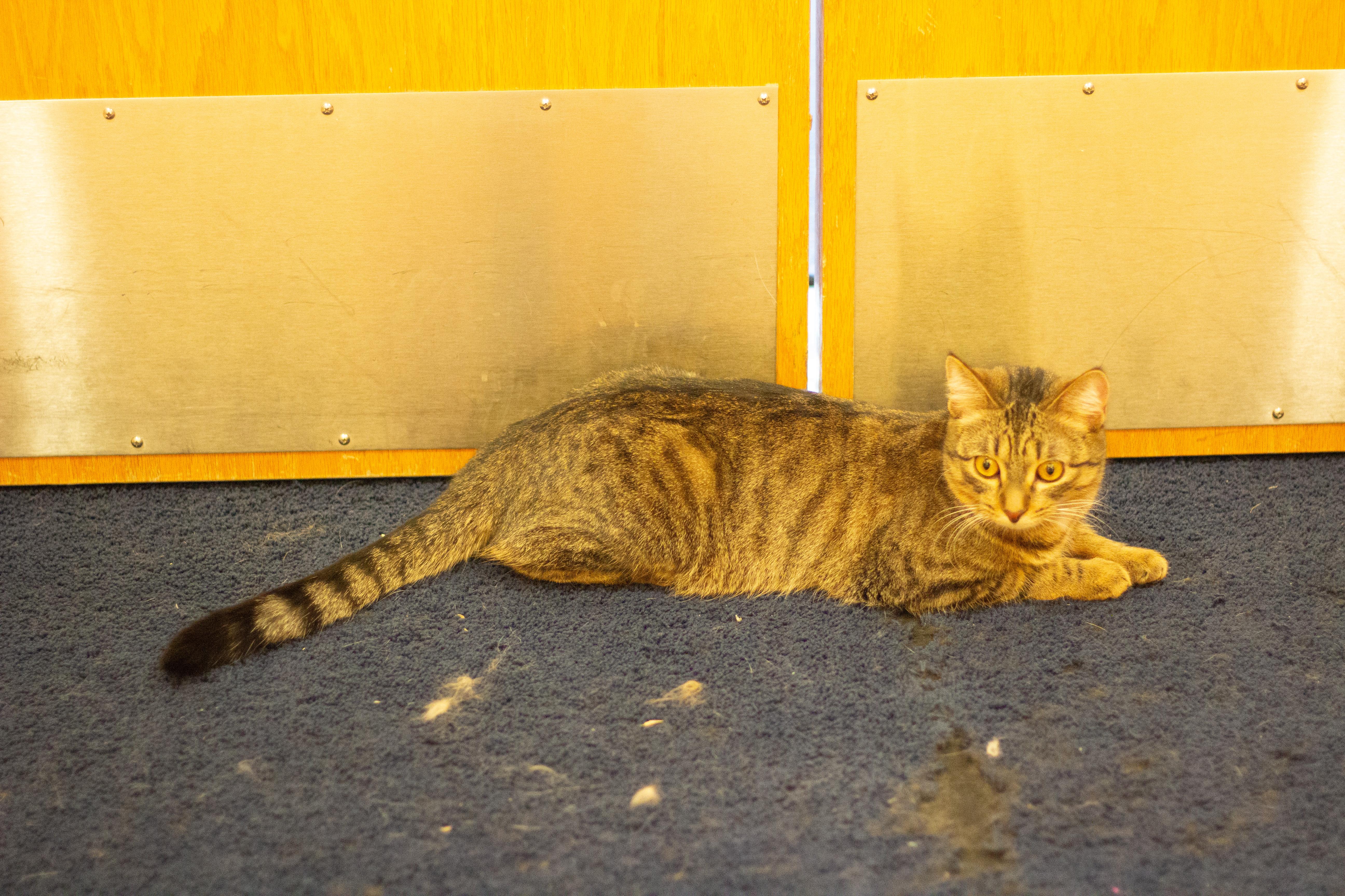 Rain, a Adoptable Domestic Short Hair in Fremont, MI image 2/3