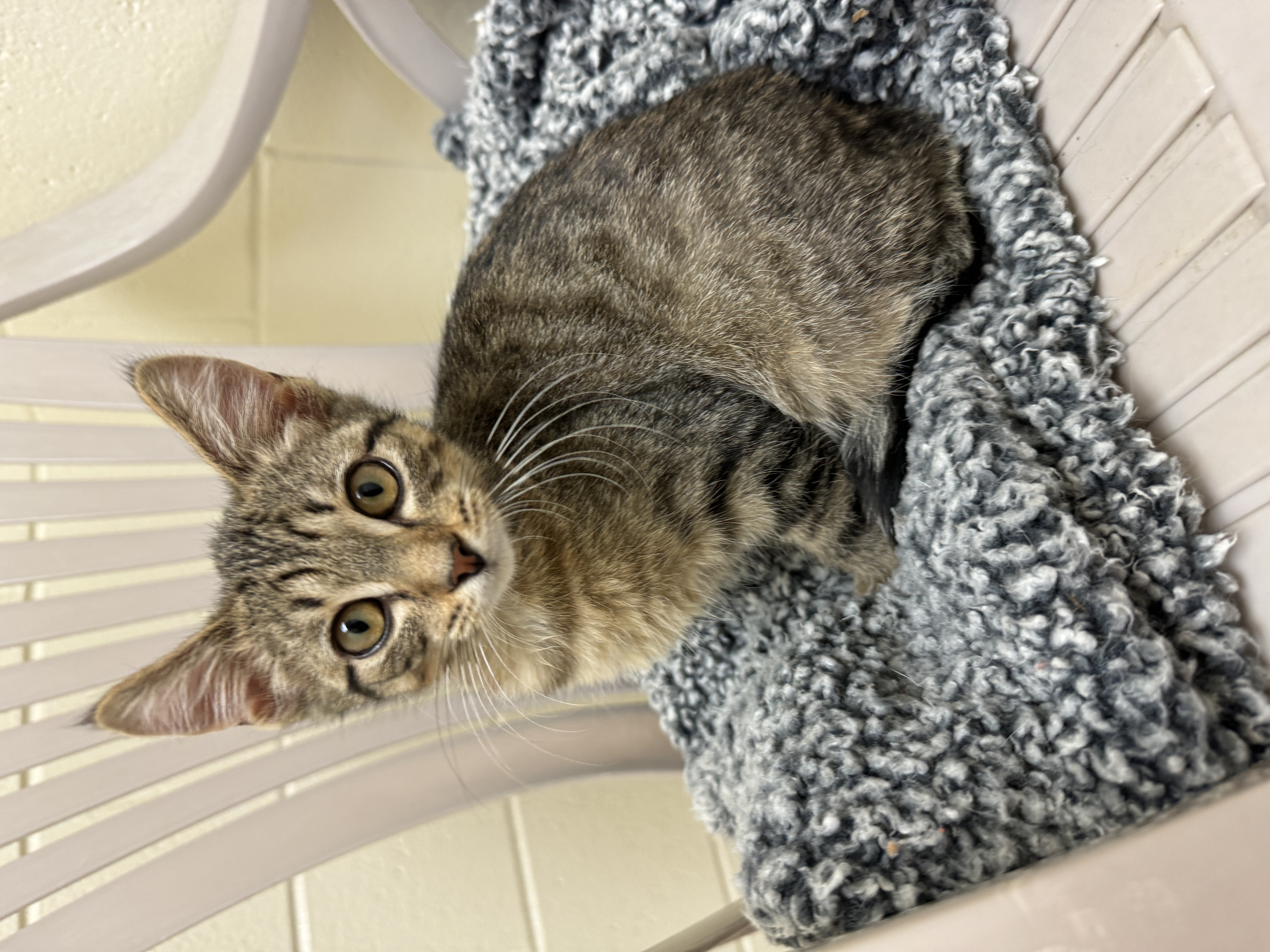 Rain, a Adoptable Domestic Short Hair in Fremont, MI image 3/3