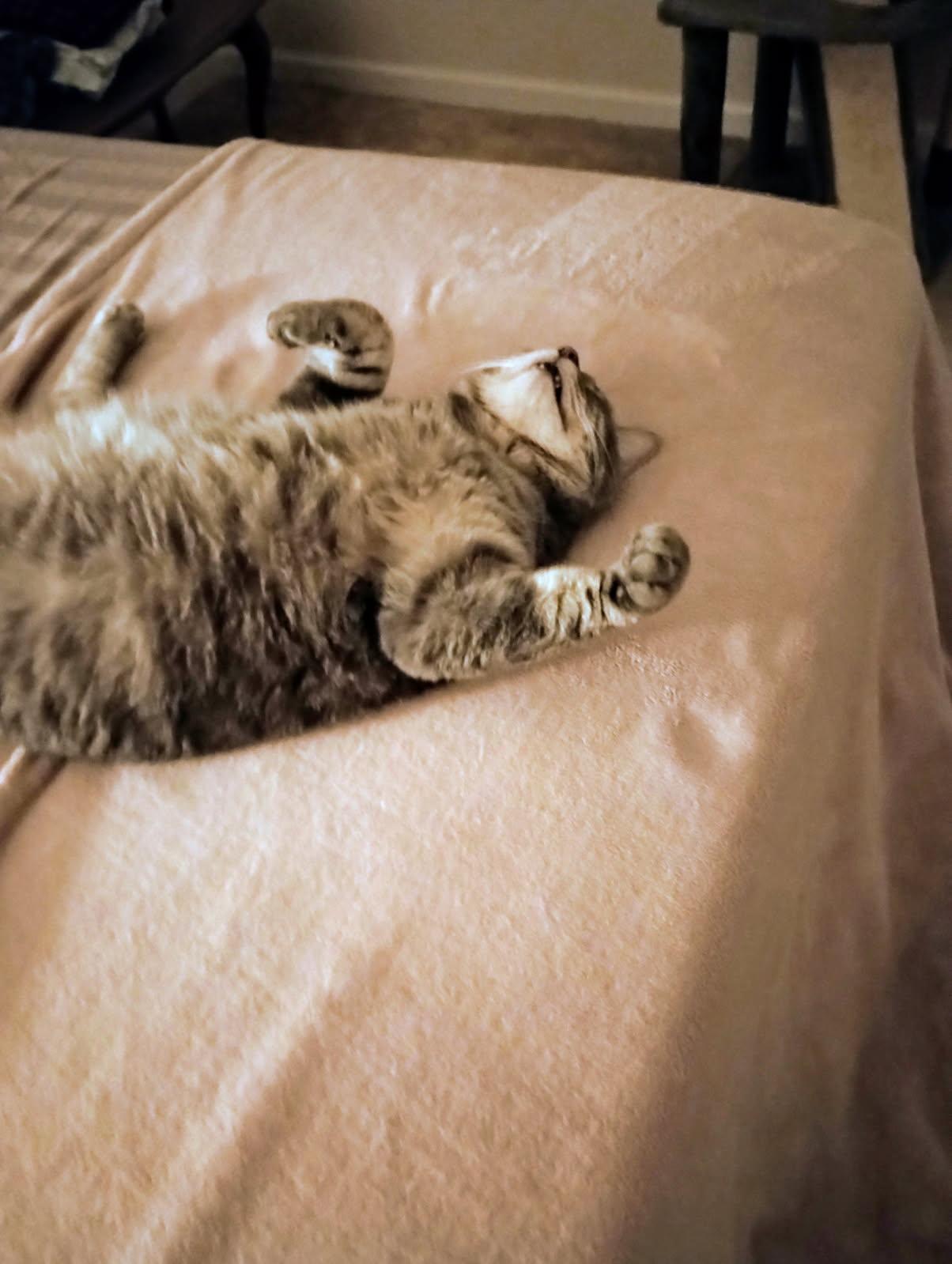 Simba (Courtesy Post) 2