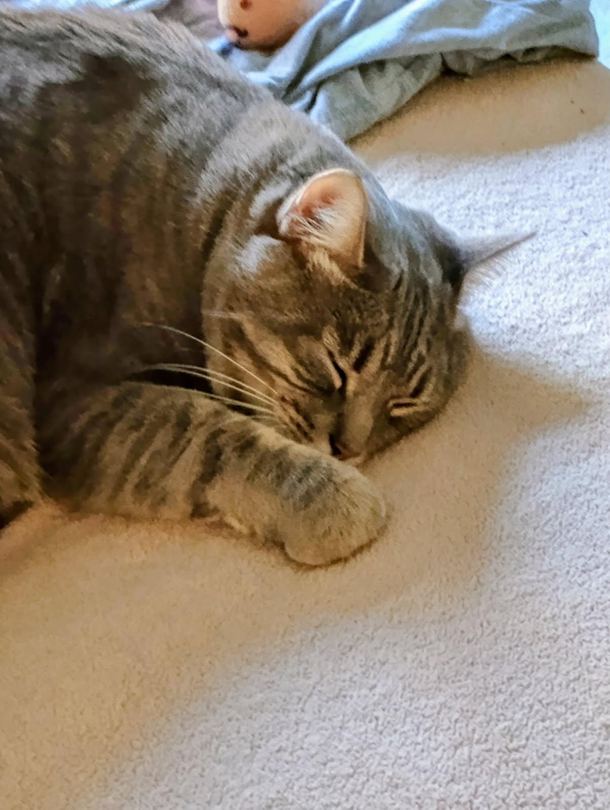 Enlarge Simba (Courtesy Post), a Adoptable Tabby in Talbott, TN image 1/5