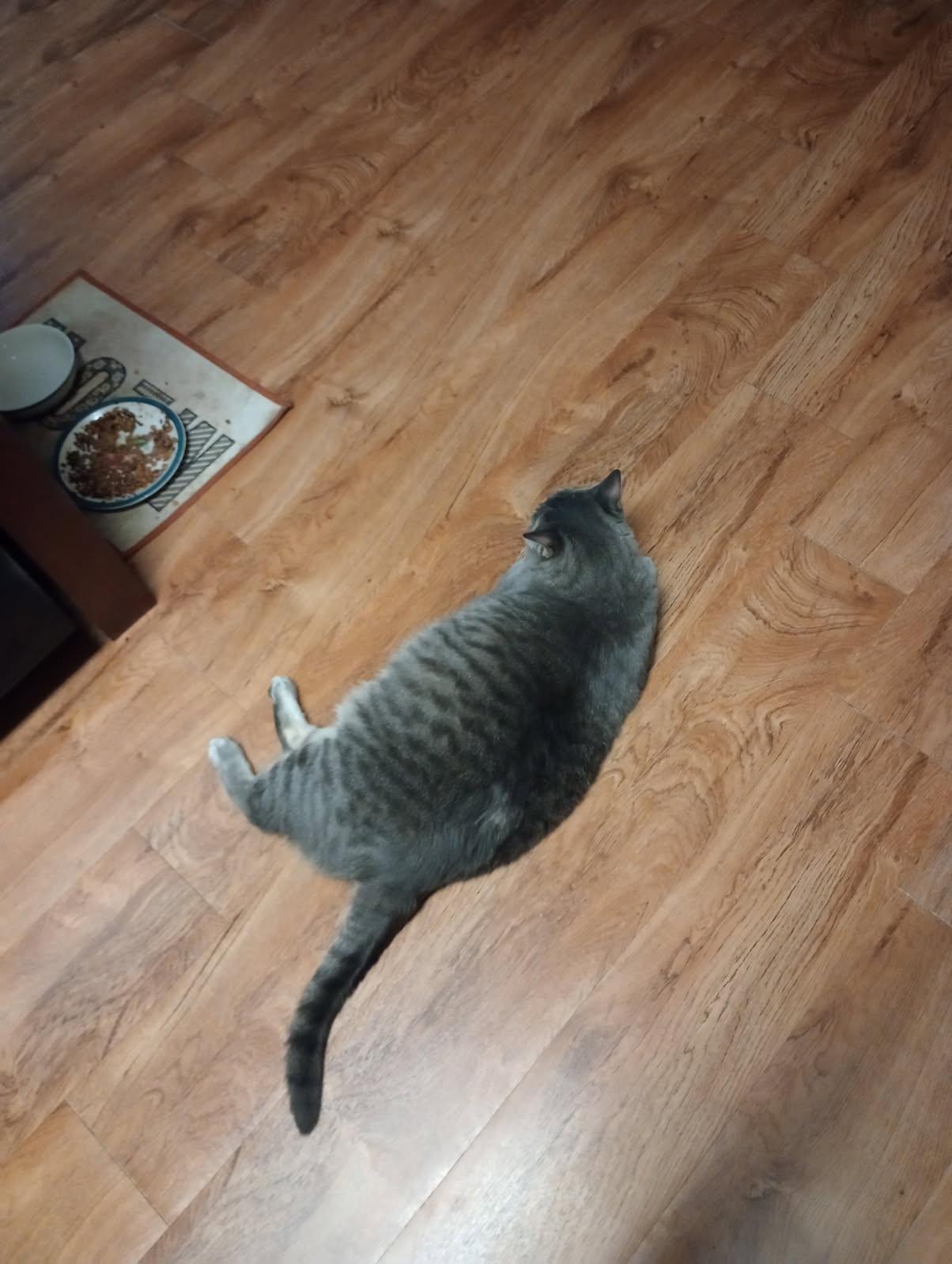 Enlarge Simba (Courtesy Post), a Adoptable Tabby in Talbott, TN image 3/5