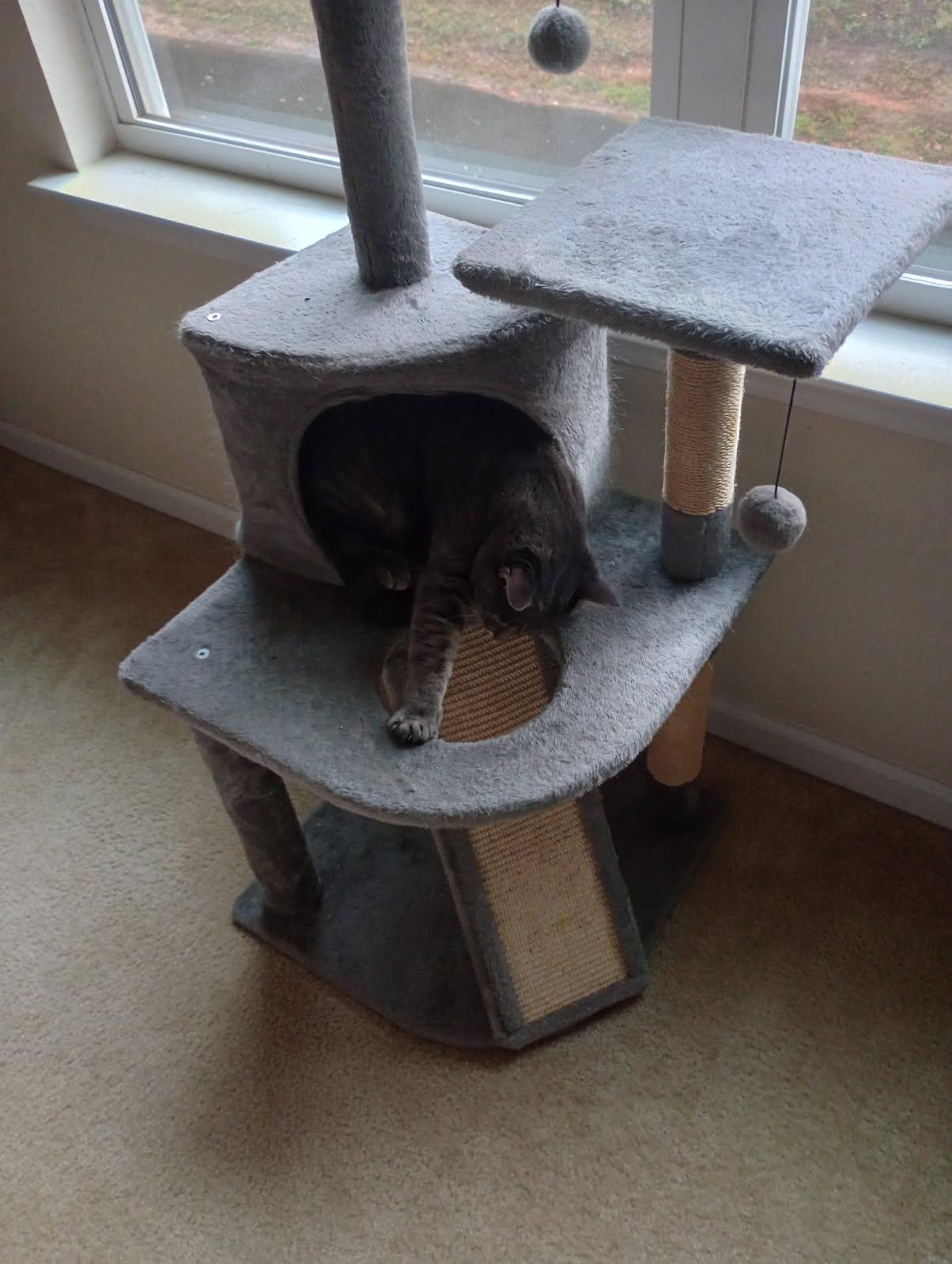 Enlarge Simba (Courtesy Post), a Adoptable Tabby in Talbott, TN image 4/5