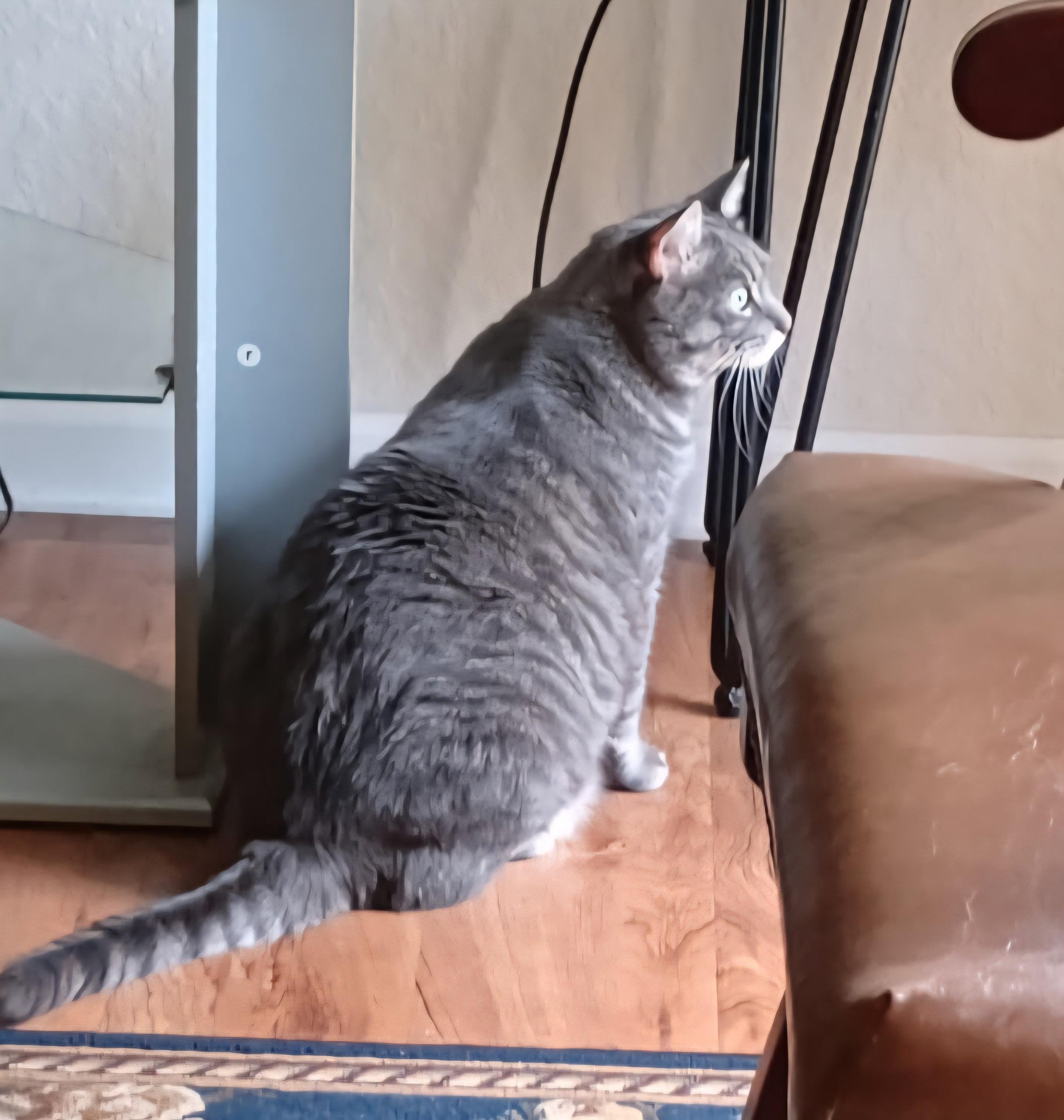 Enlarge Simba (Courtesy Post), a Adoptable Tabby in Talbott, TN image 2/5