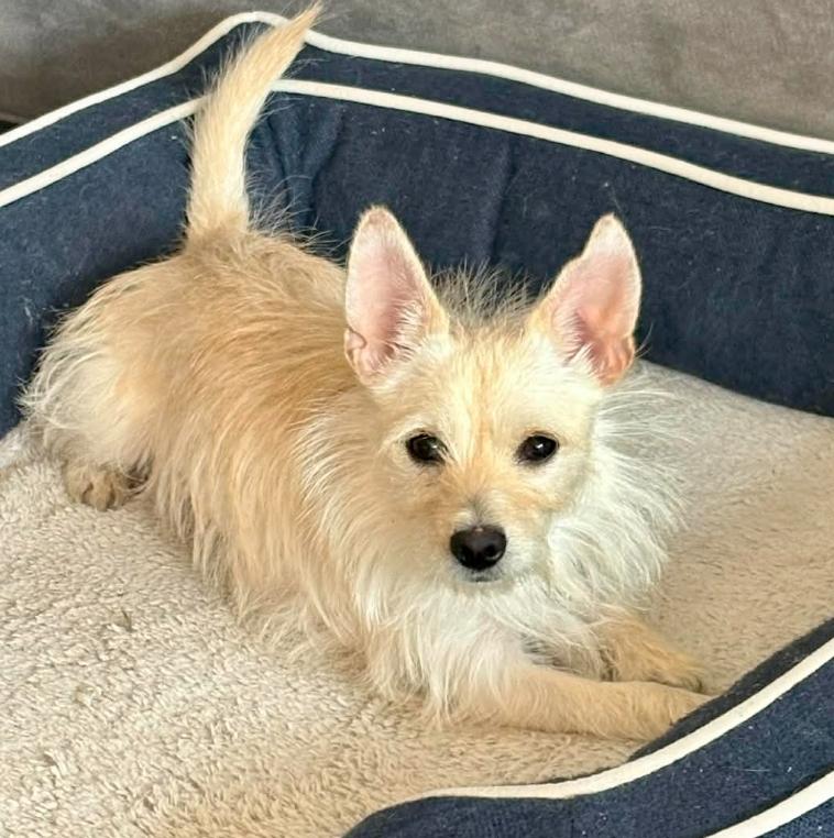 Lady, adopted, Young Female Chihuahua & West Highland White Terrier / Westie.