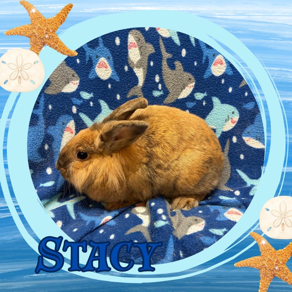 Enlarge Stacy, a Adoptable Lionhead in Elizabethtown, KY image 1/2