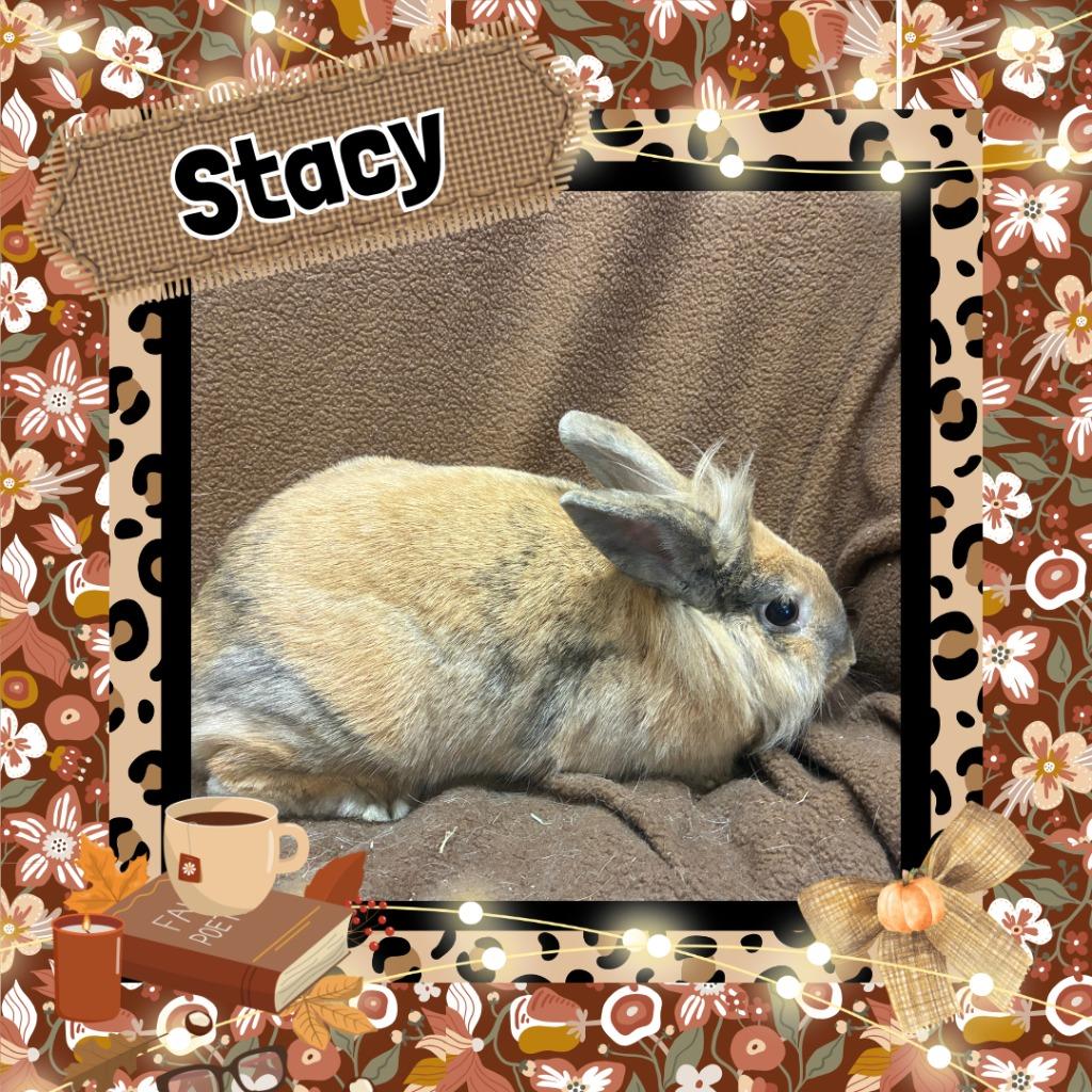 Enlarge Stacy, a Adoptable Lionhead in Elizabethtown, KY image 2/2