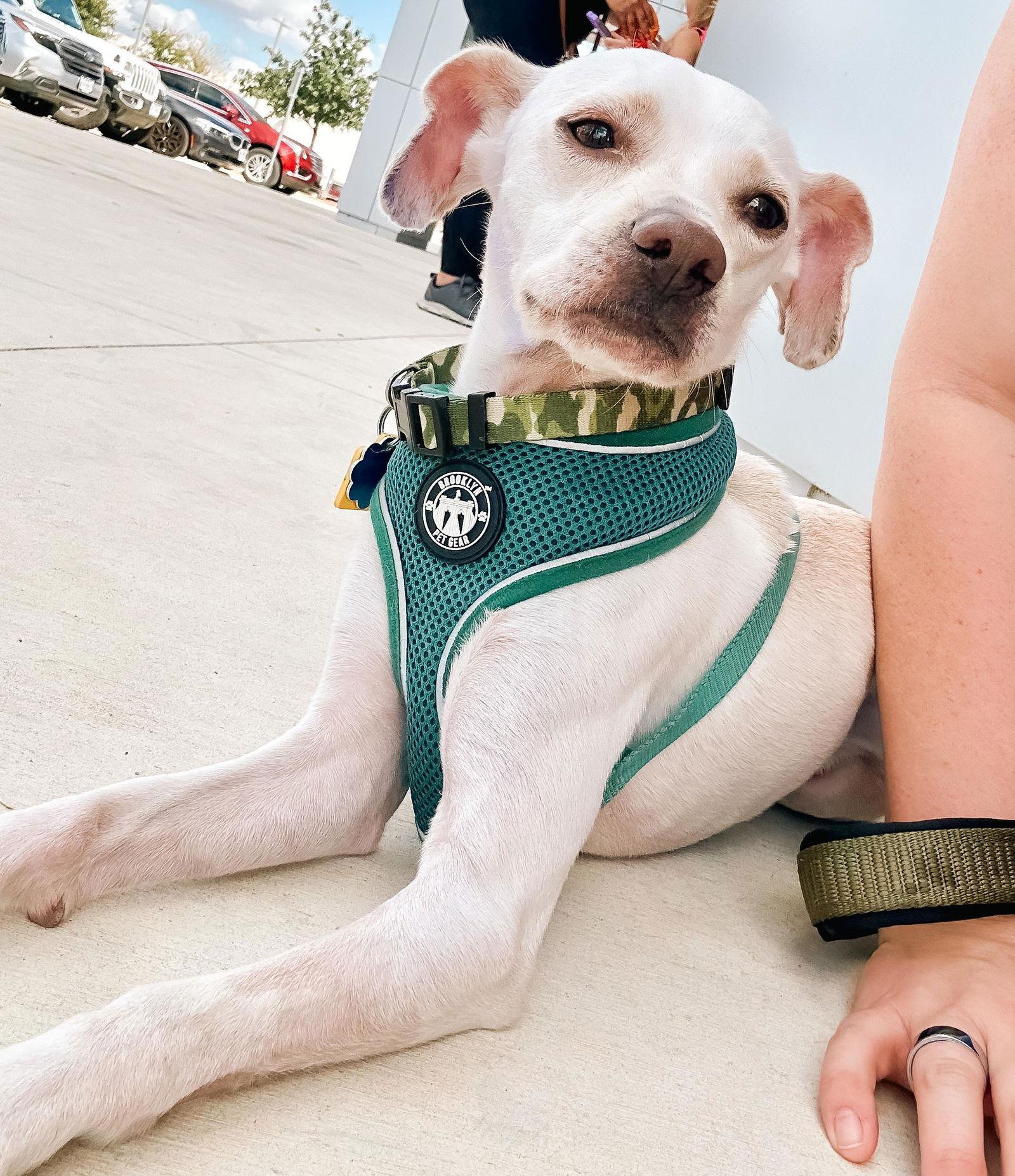 Enlarge Charlie, a Adopted Chihuahua in PITTSBURGH, PA image 2/2