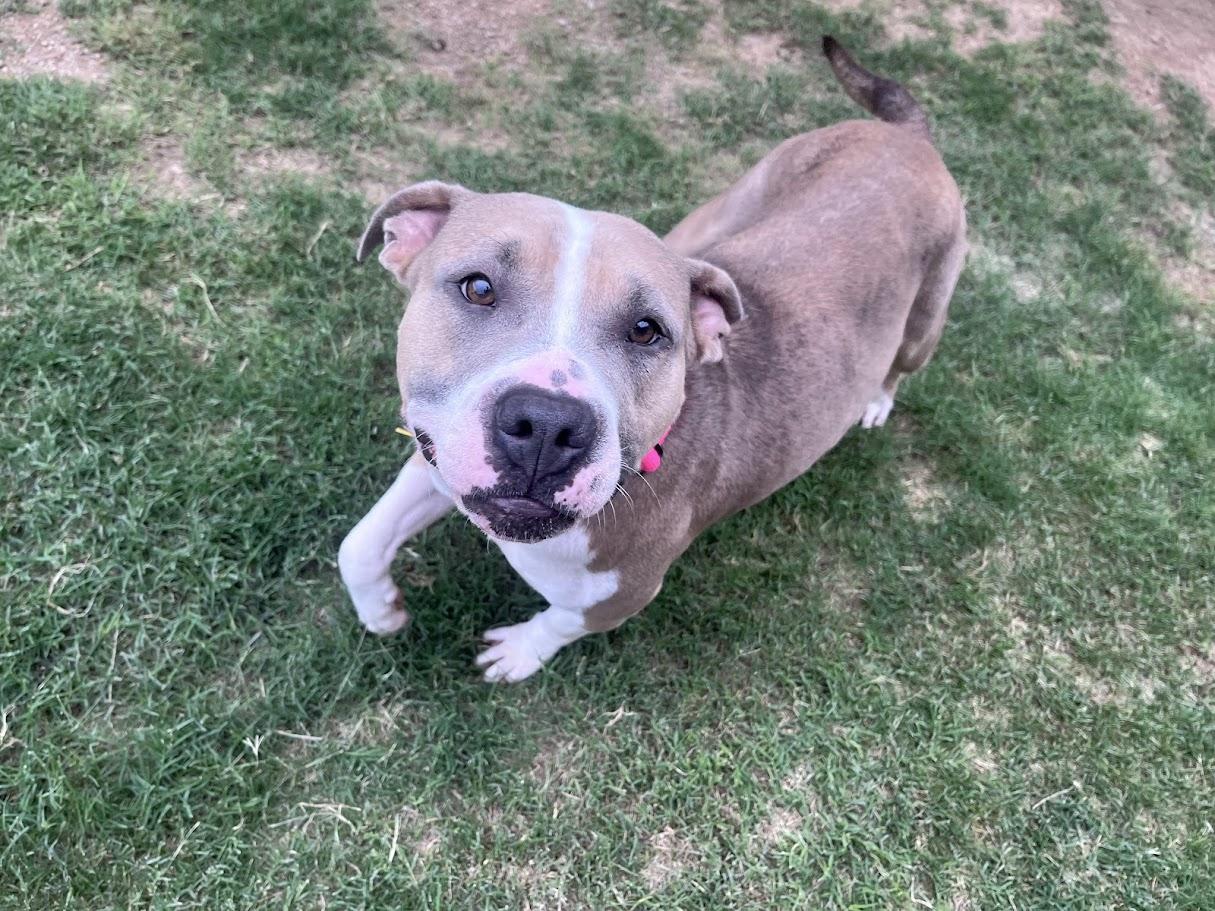 Enlarge Haven* A216154, a ADOPTABLE mixed breed in Plano, TX image 4/6