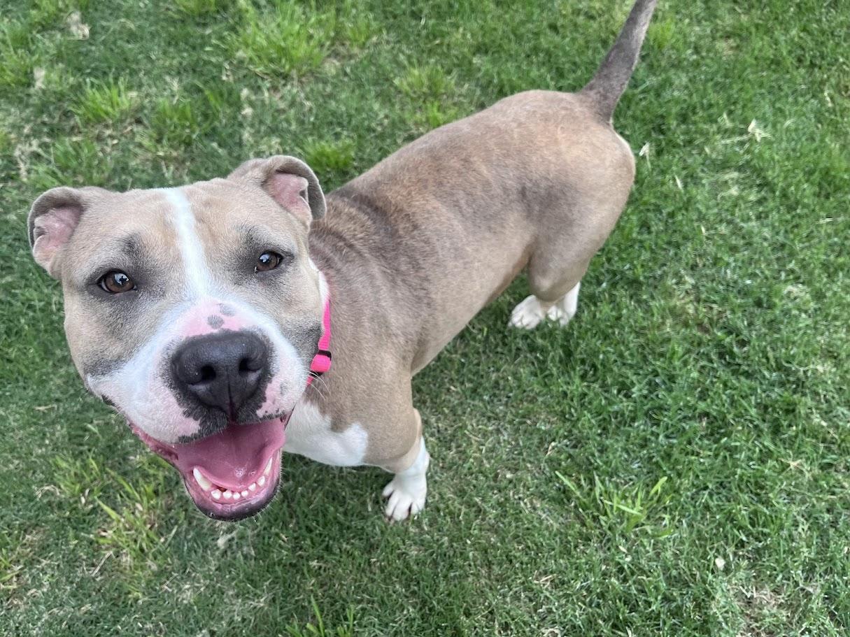 Haven* A216154, ADOPTABLE, Adult Female Pit Bull Terrier.