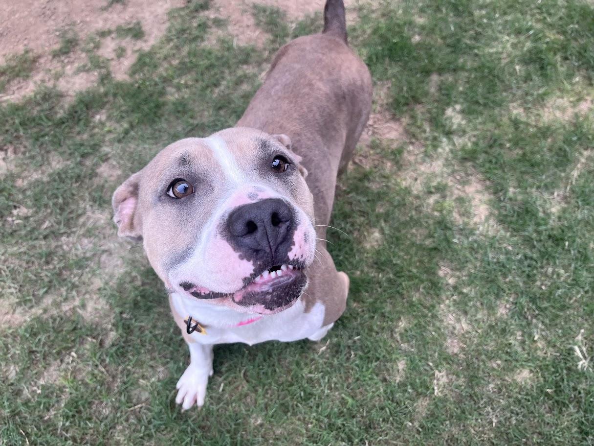 Enlarge Haven* A216154, a ADOPTABLE mixed breed in Plano, TX image 5/6