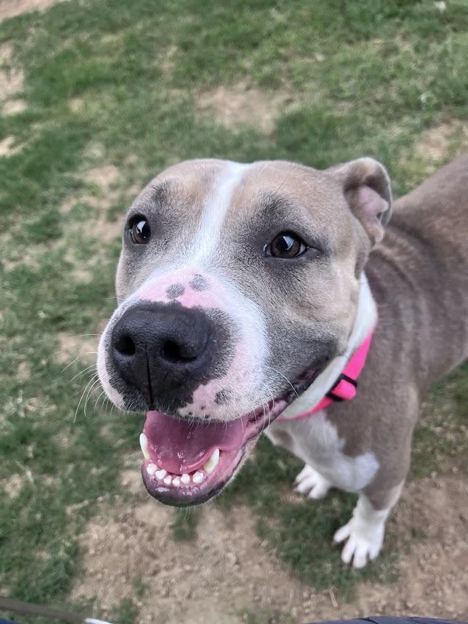 Enlarge Haven* A216154, a ADOPTABLE mixed breed in Plano, TX image 3/6