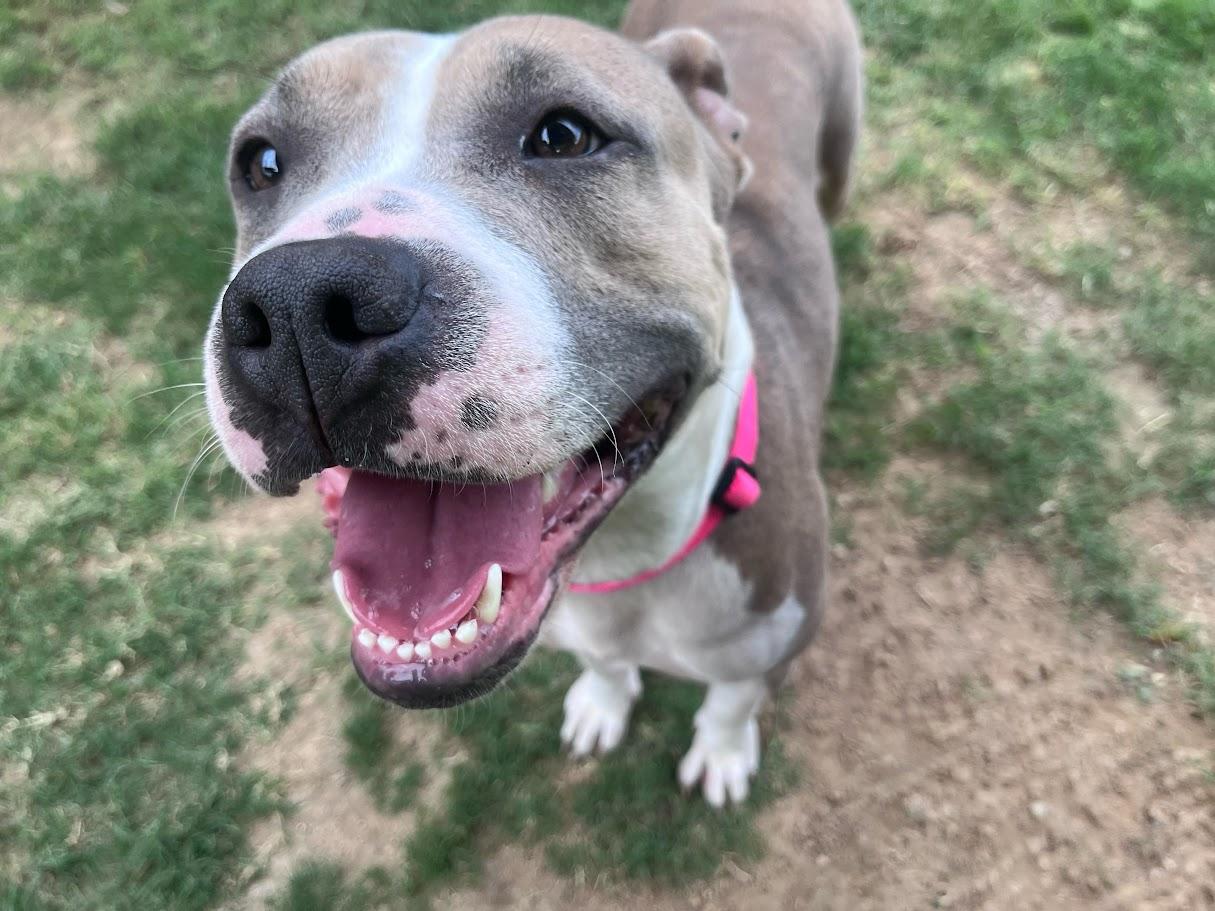 Enlarge Haven* A216154, a ADOPTABLE mixed breed in Plano, TX image 6/6