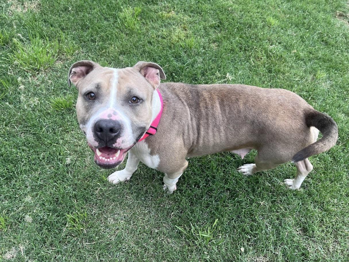 Enlarge Haven* A216154, a ADOPTABLE mixed breed in Plano, TX image 2/6