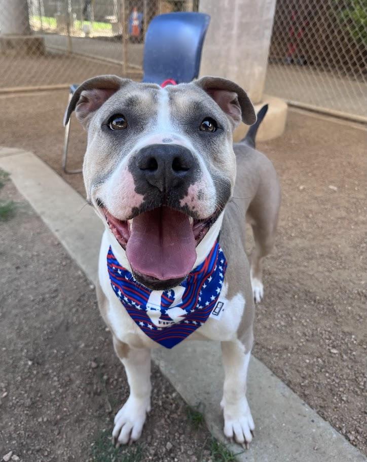 Enlarge Haven* A216154, a ADOPTABLE mixed breed in Plano, TX image 1/6
