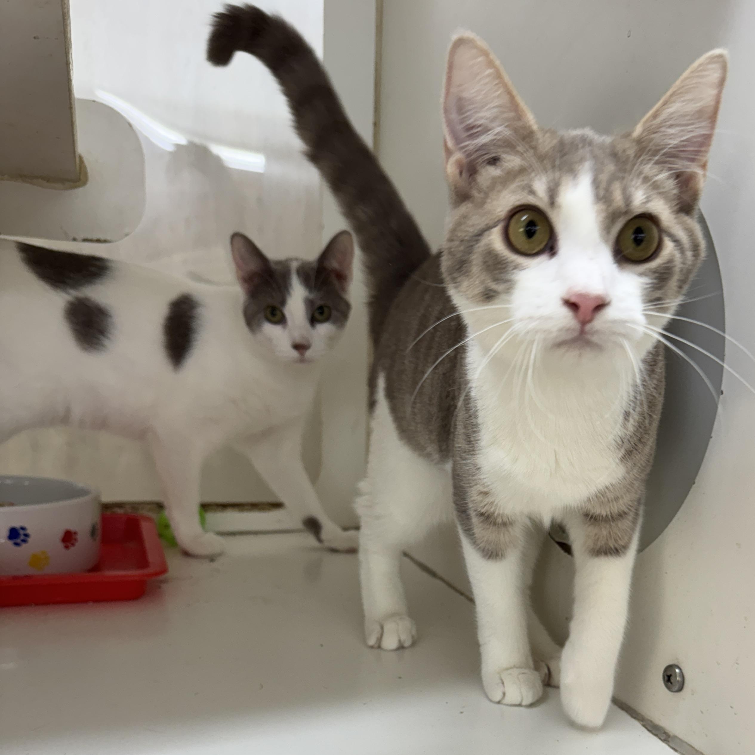Enlarge Lavendar, a Adoptable Domestic Short Hair in Breese, IL image 2/4
