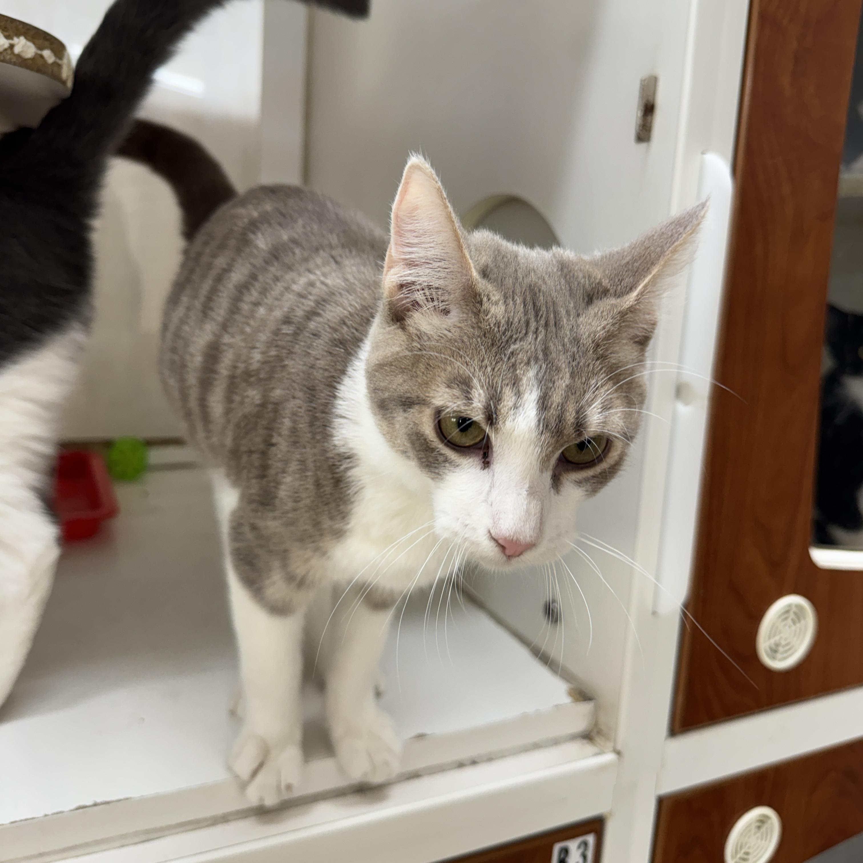 Enlarge Lavendar, a Adoptable Domestic Short Hair in Breese, IL image 4/4