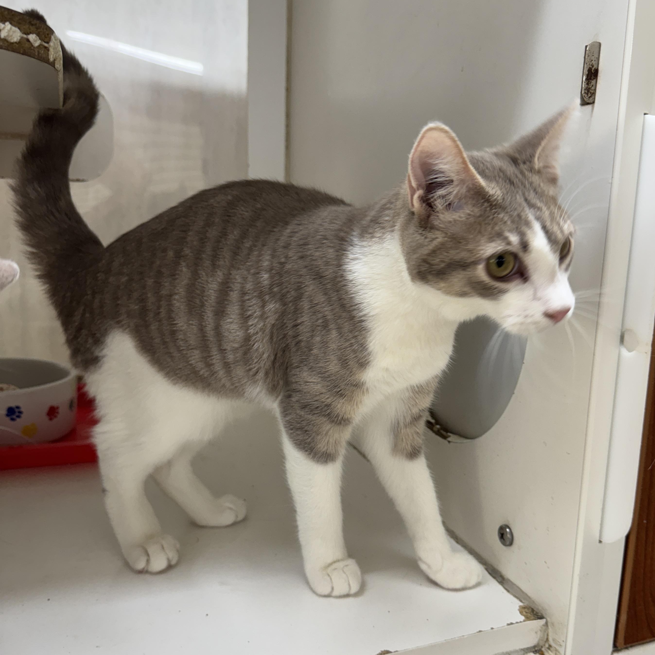 Enlarge Lavendar, a Adoptable Domestic Short Hair in Breese, IL image 3/4
