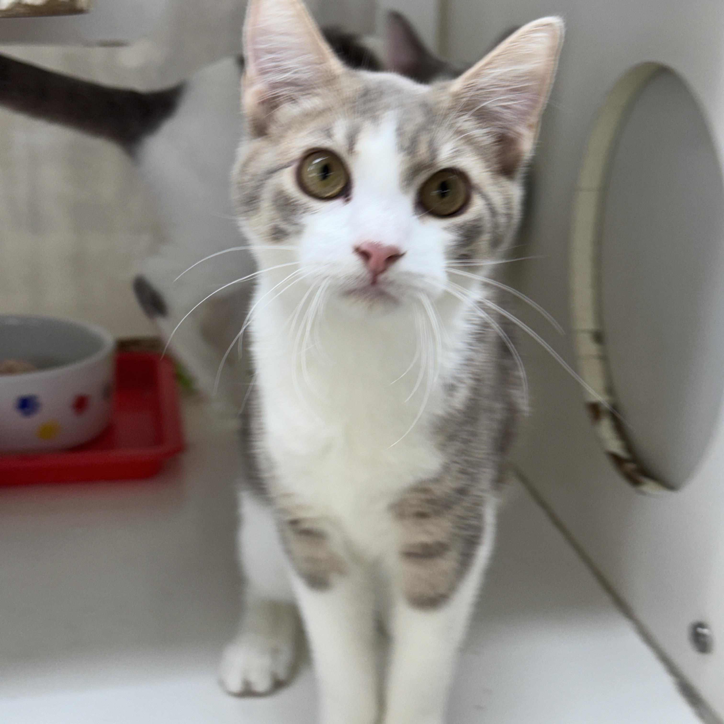 Lavendar, Adoptable, Kitten Female Domestic Short Hair.