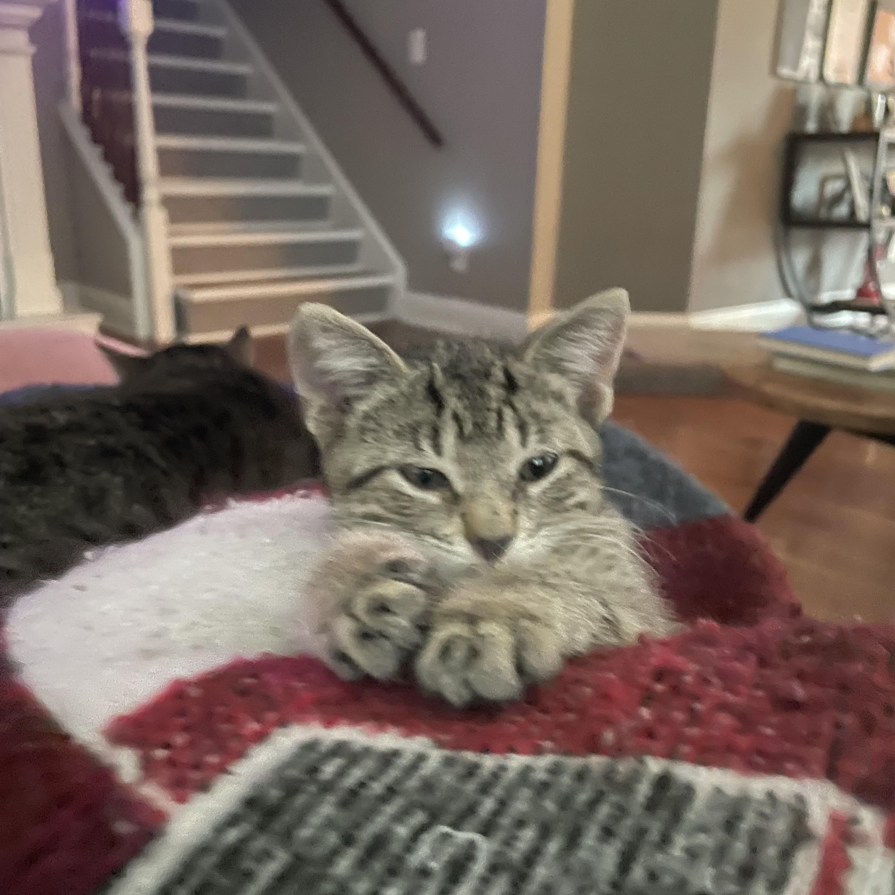 Enlarge Wazowski, a Adoptable Domestic Short Hair in Bethel, CT image 3/3