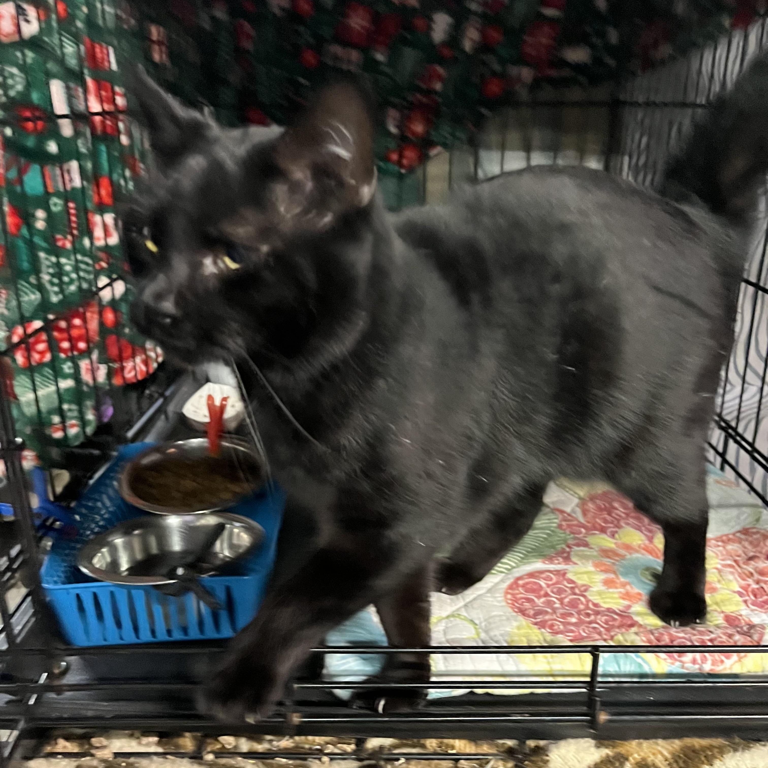 Enlarge Stan The Man (available soon for adoption), a Adoptable Domestic Short Hair in Cortland, NY image 3/4