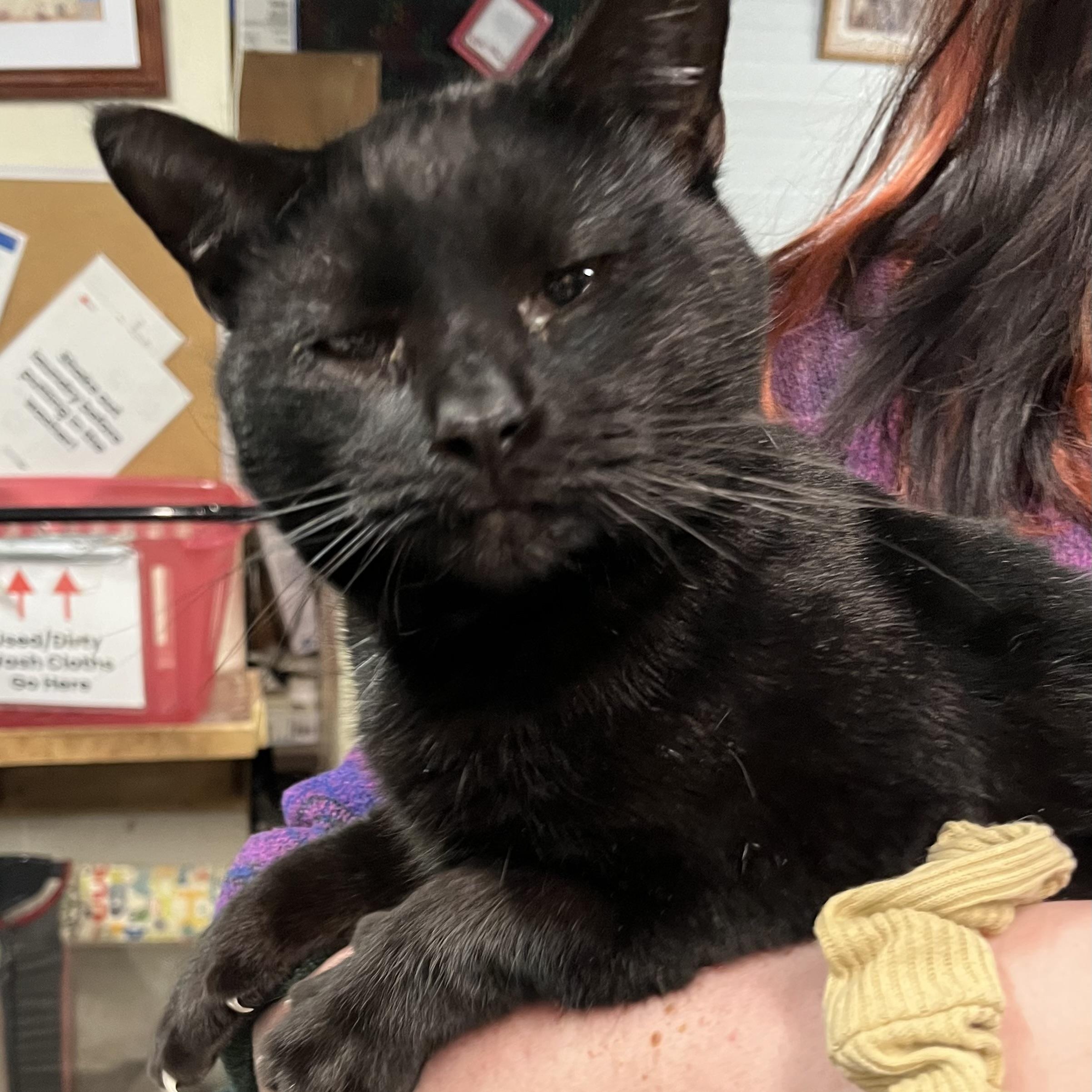 Enlarge Stan The Man (available soon for adoption), a Adoptable Domestic Short Hair in Cortland, NY image 2/4