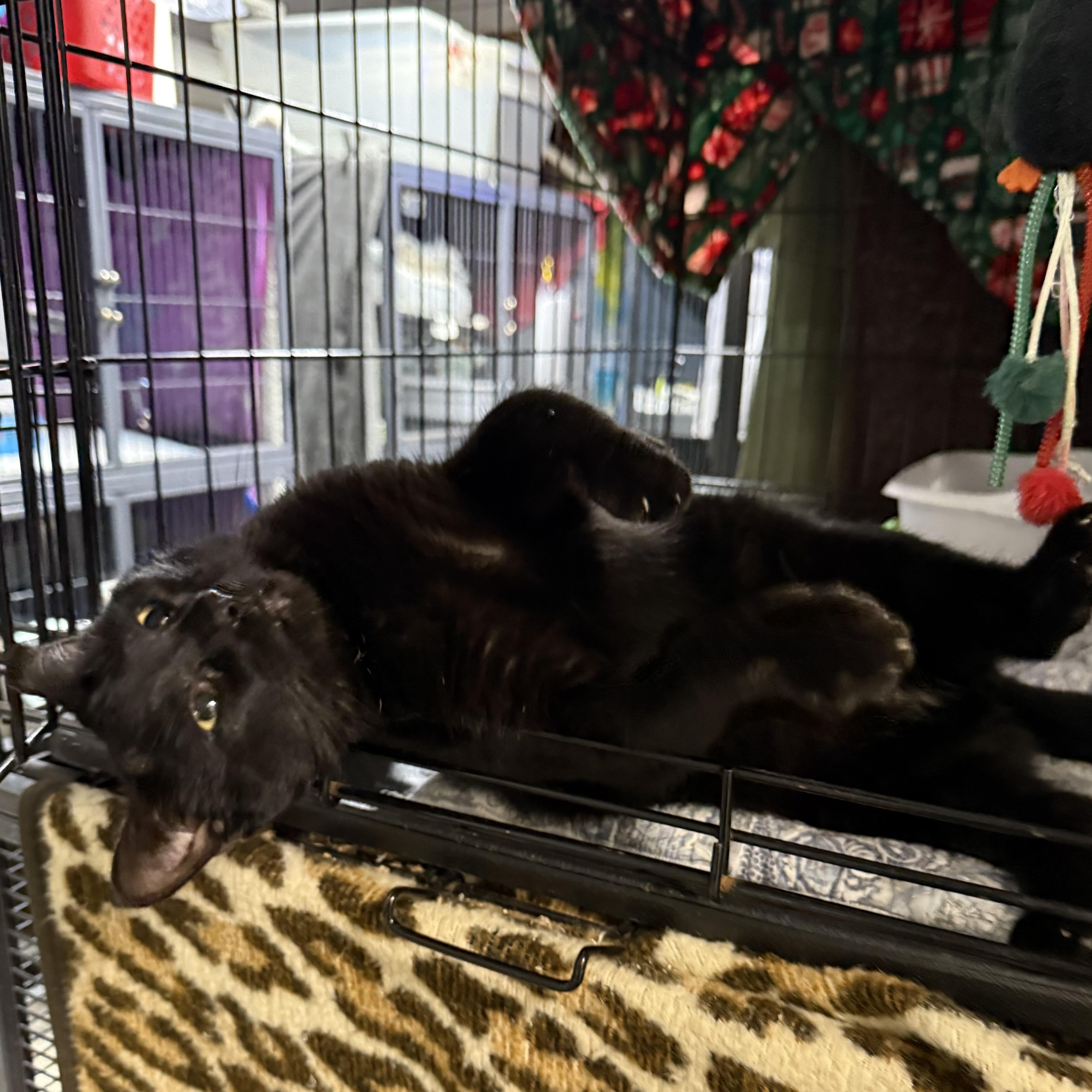 Stan The Man (available soon for adoption), Adoptable, Adult Male Domestic Short Hair.